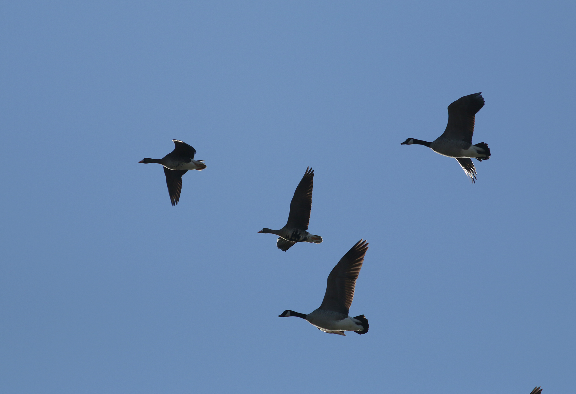 Greater White-fronted Goose in Monterey County, California (2/4/2021).