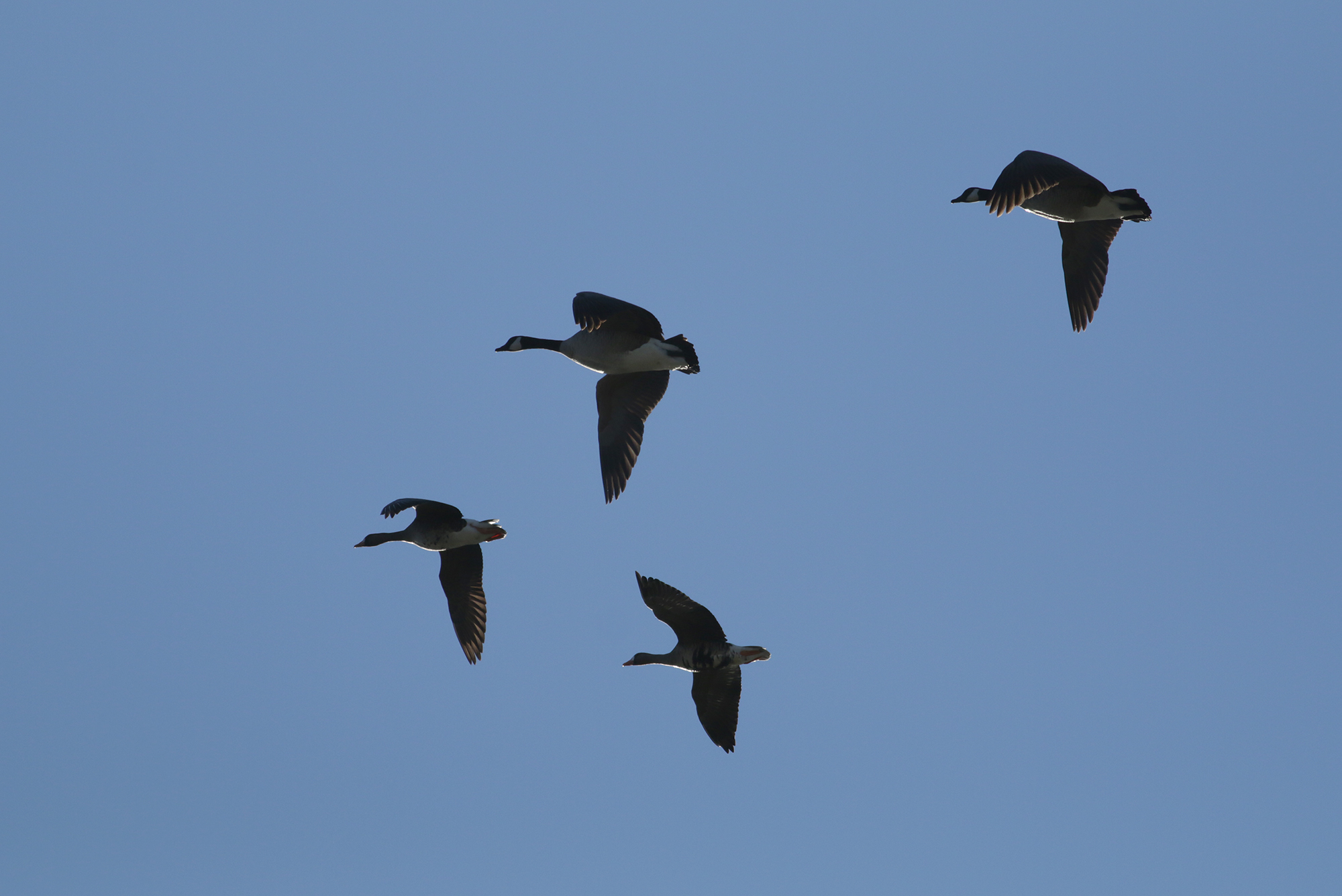 Greater White-fronted Goose in Monterey County, California (2/4/2021).