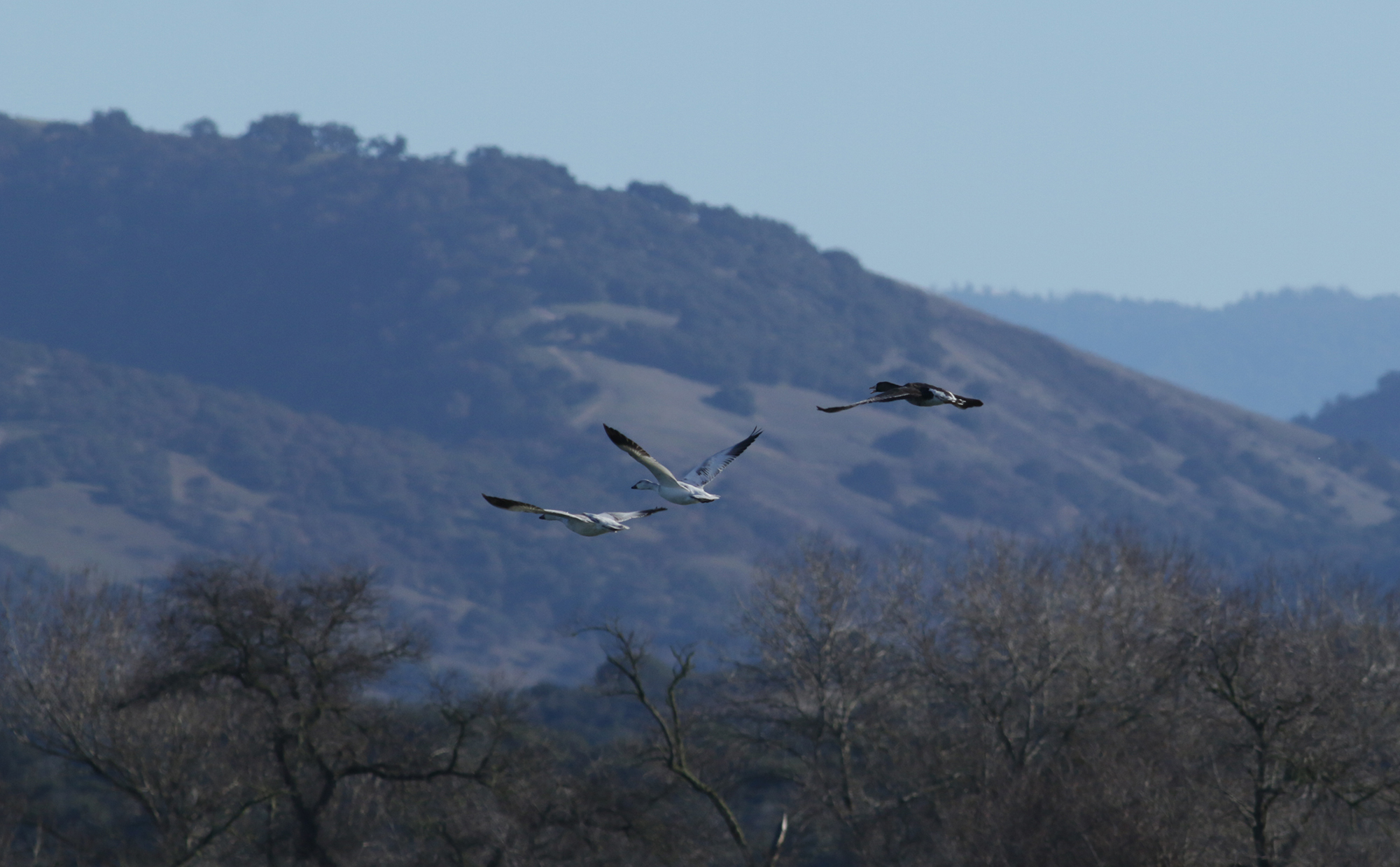 Greater White-fronted Goose in Monterey County, California (2/4/2021).