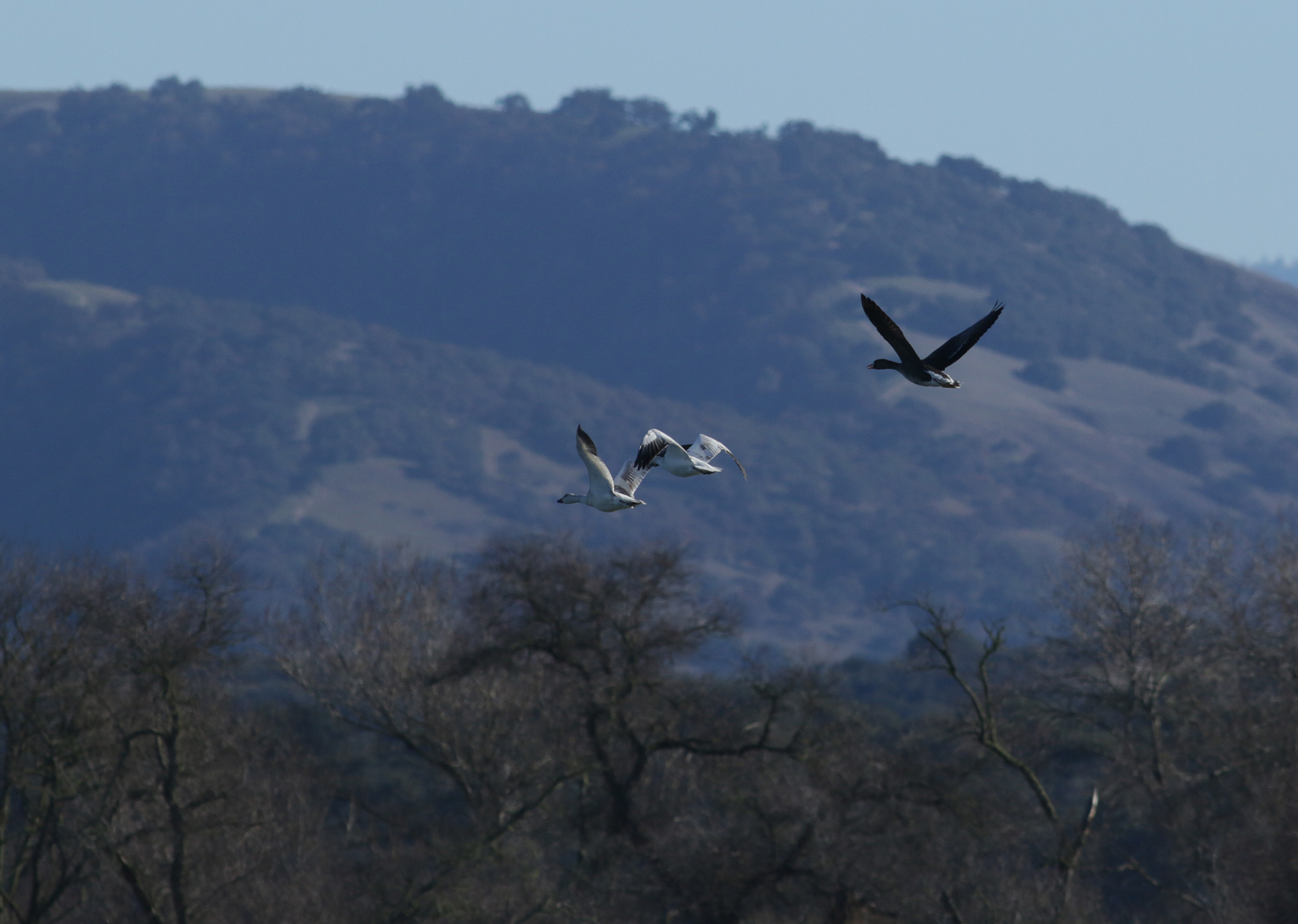 Greater White-fronted Goose in Monterey County, California (2/4/2021).