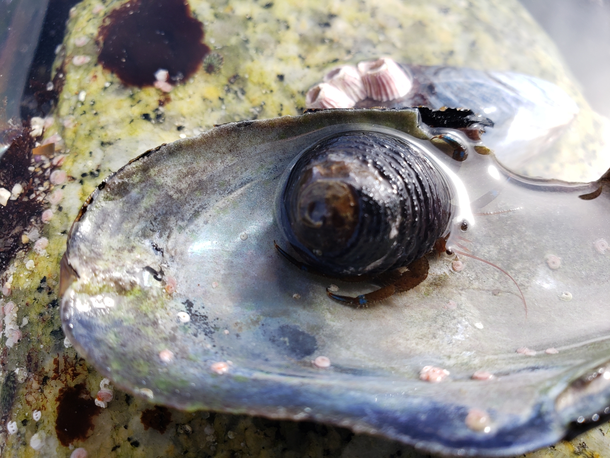 Blueband Hermit Crab in Monterey County, California (2/7/2021).