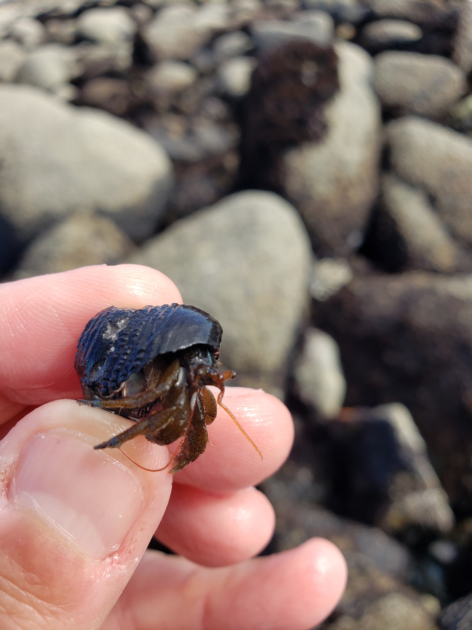 Blueband Hermit Crab in Monterey County, California (2/7/2021).