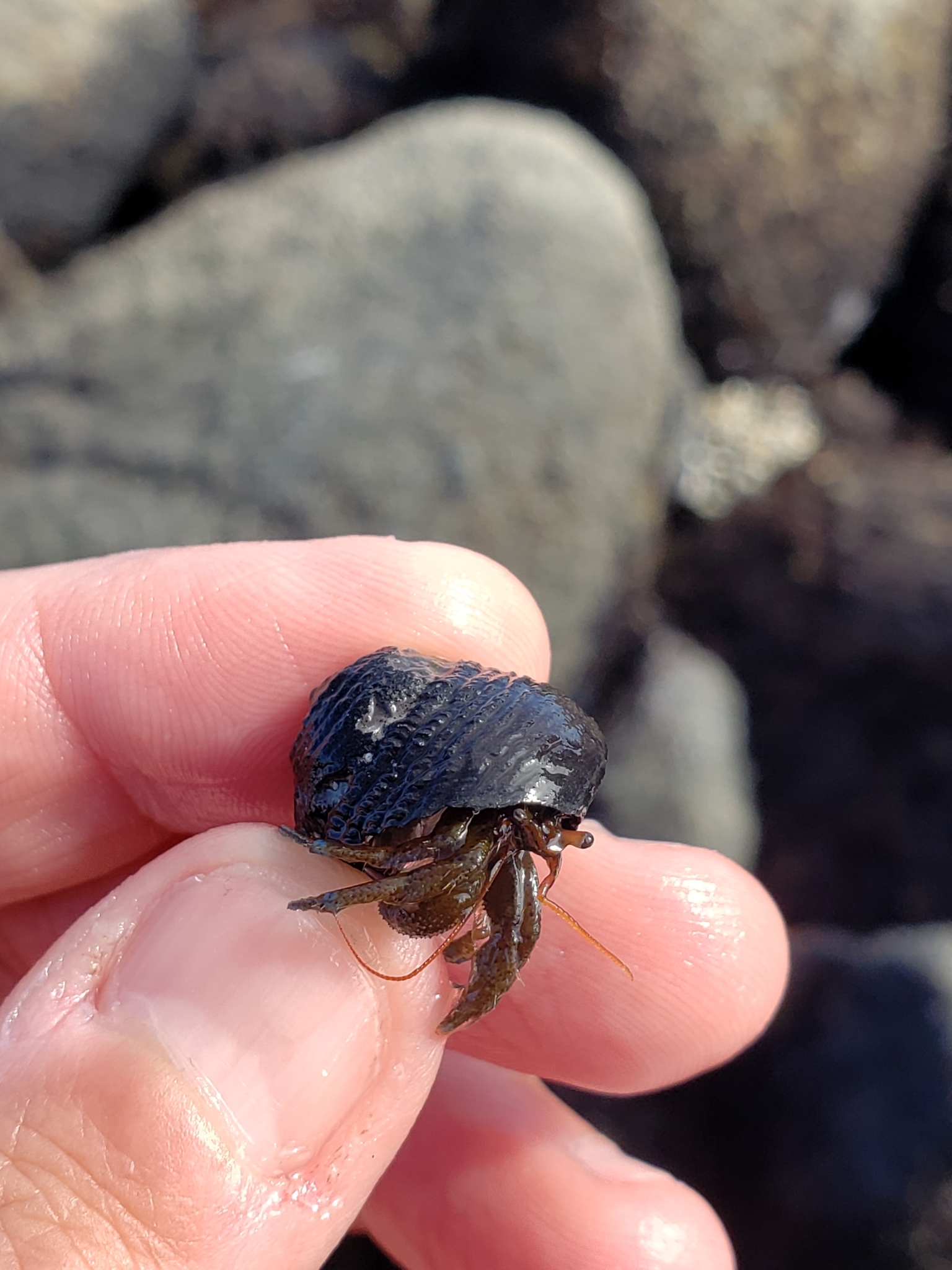 Blueband Hermit Crab in Monterey County, California (2/7/2021).