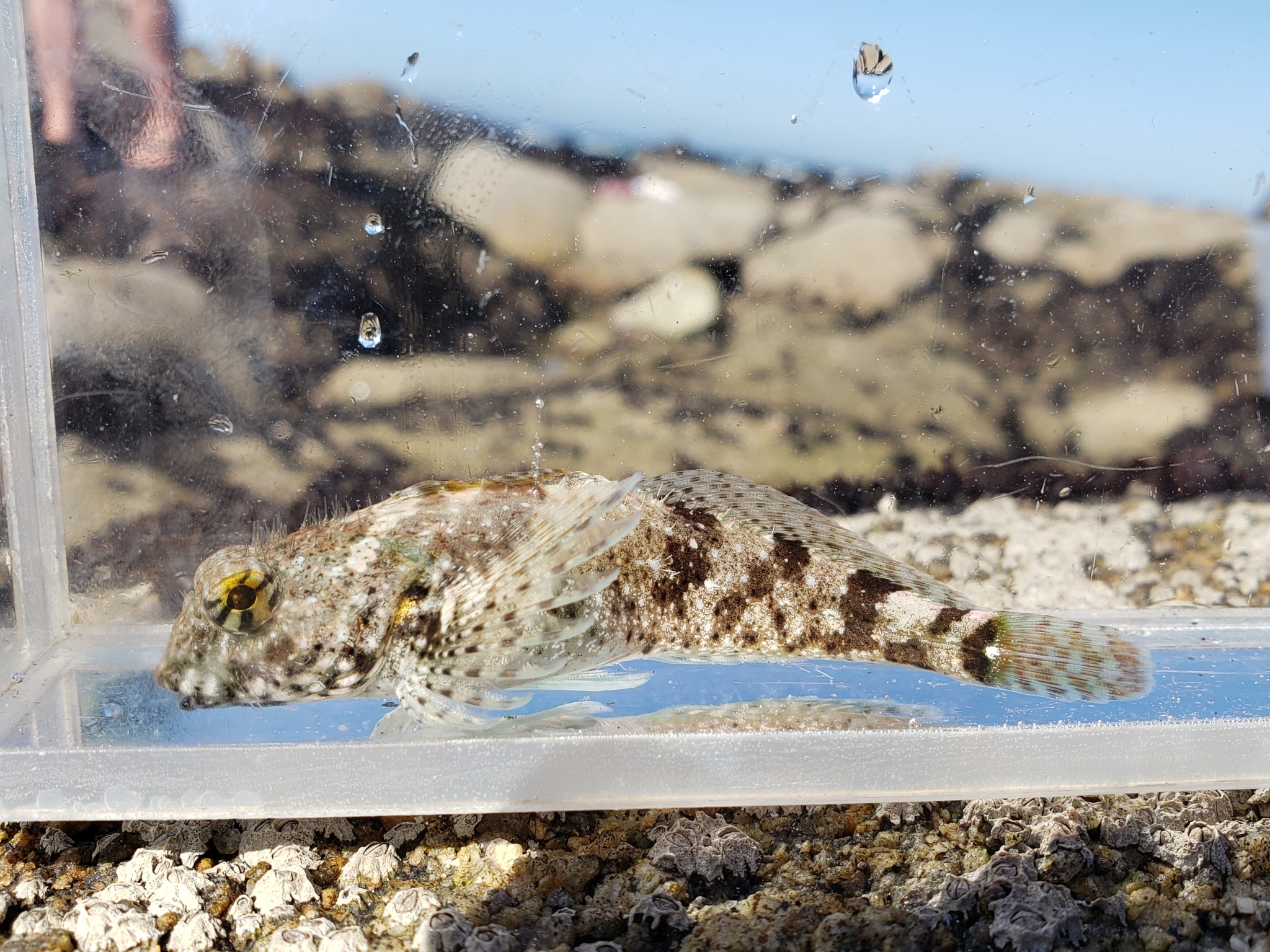 Woolly Sculpin in Monterey County, California (2/7/2021).