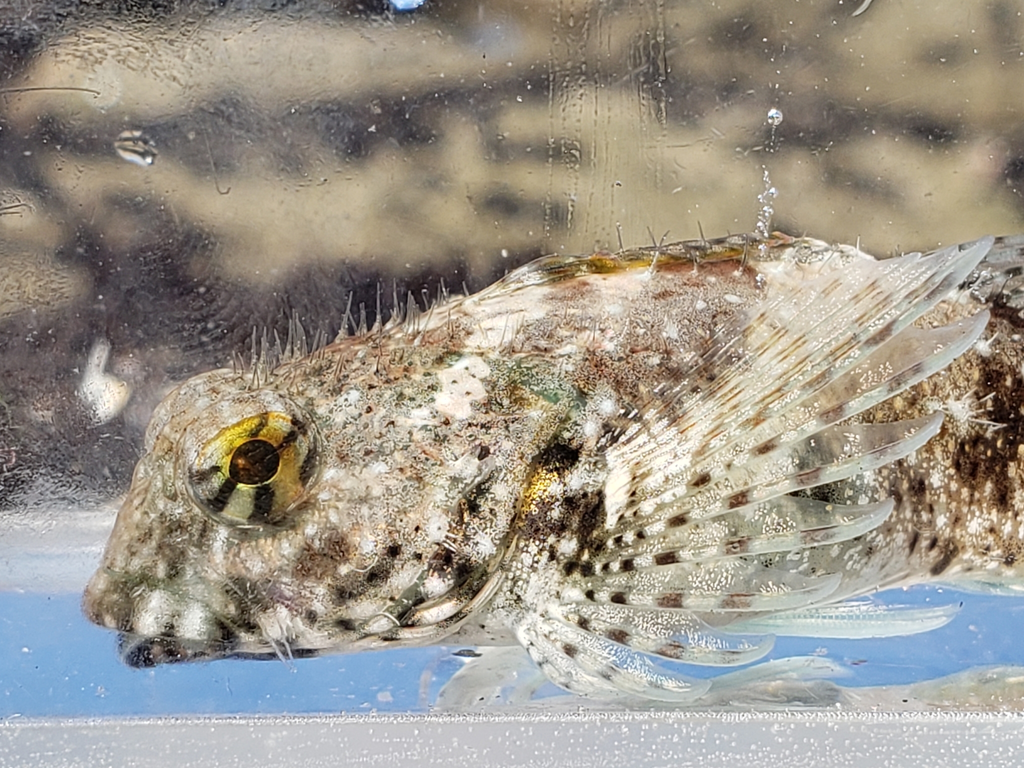 Woolly Sculpin in Monterey County, California (2/7/2021).