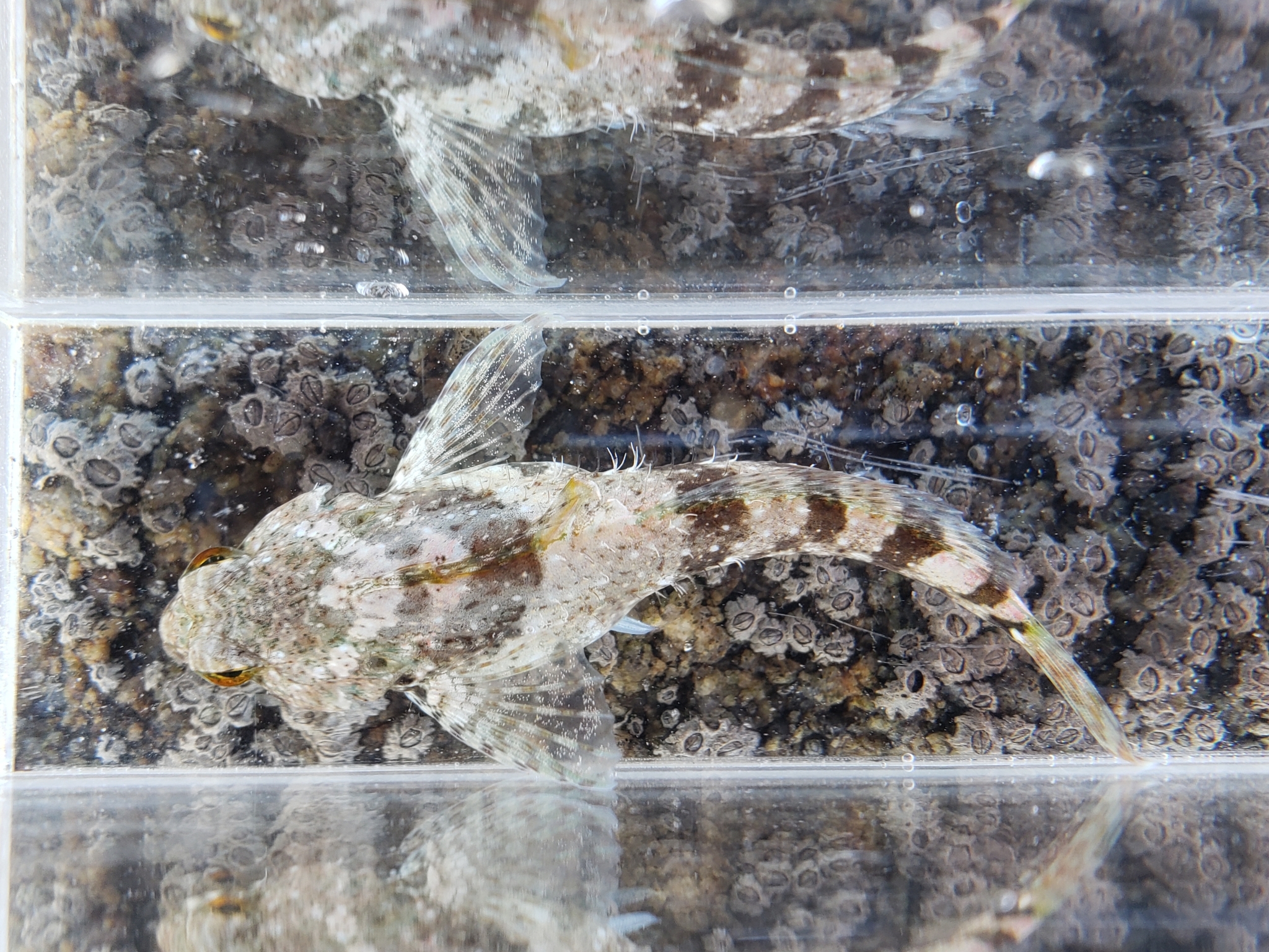 Woolly Sculpin in Monterey County, California (2/7/2021).