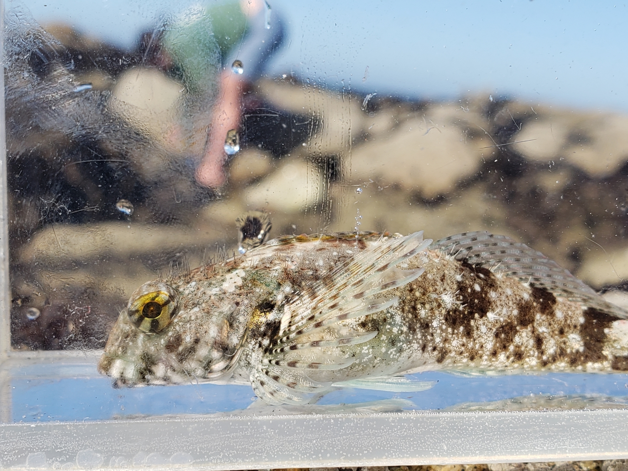 Woolly Sculpin in Monterey County, California (2/7/2021).
