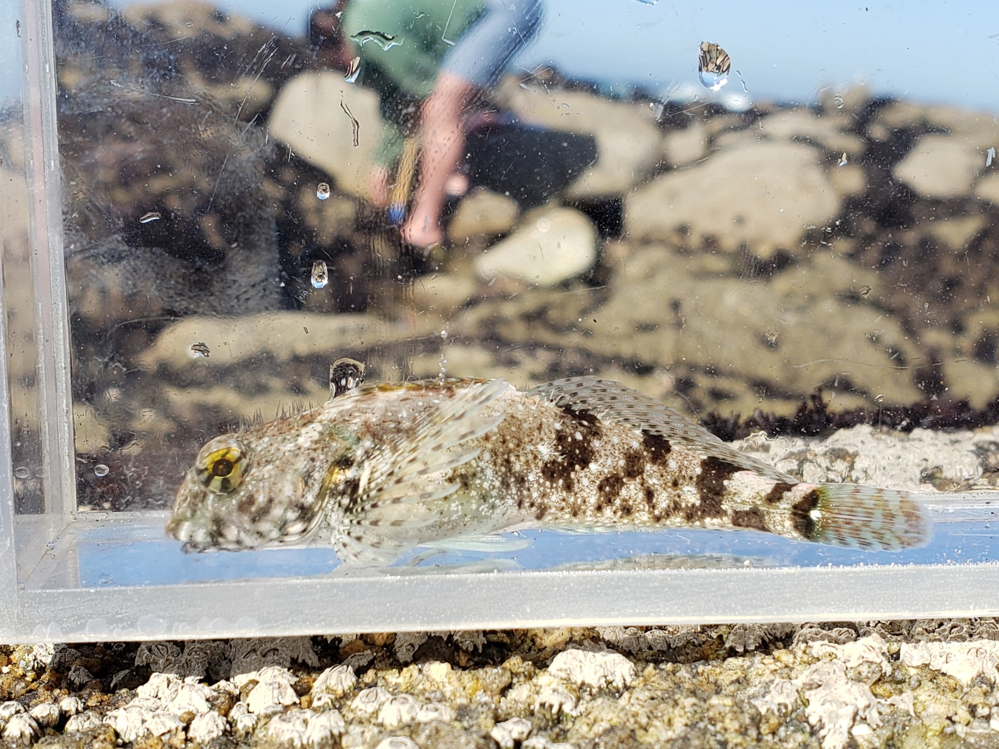 Woolly Sculpin in Monterey County, California (2/7/2021).