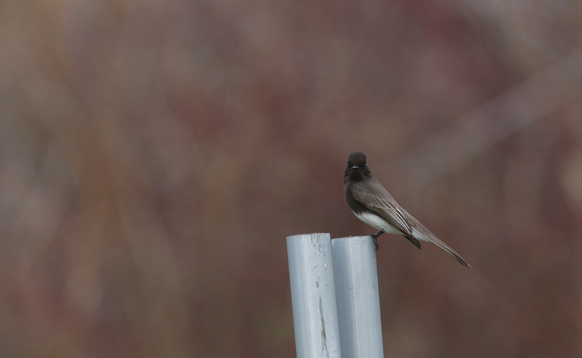 Black Phoebe in Monterey County, California (2/9/2021).