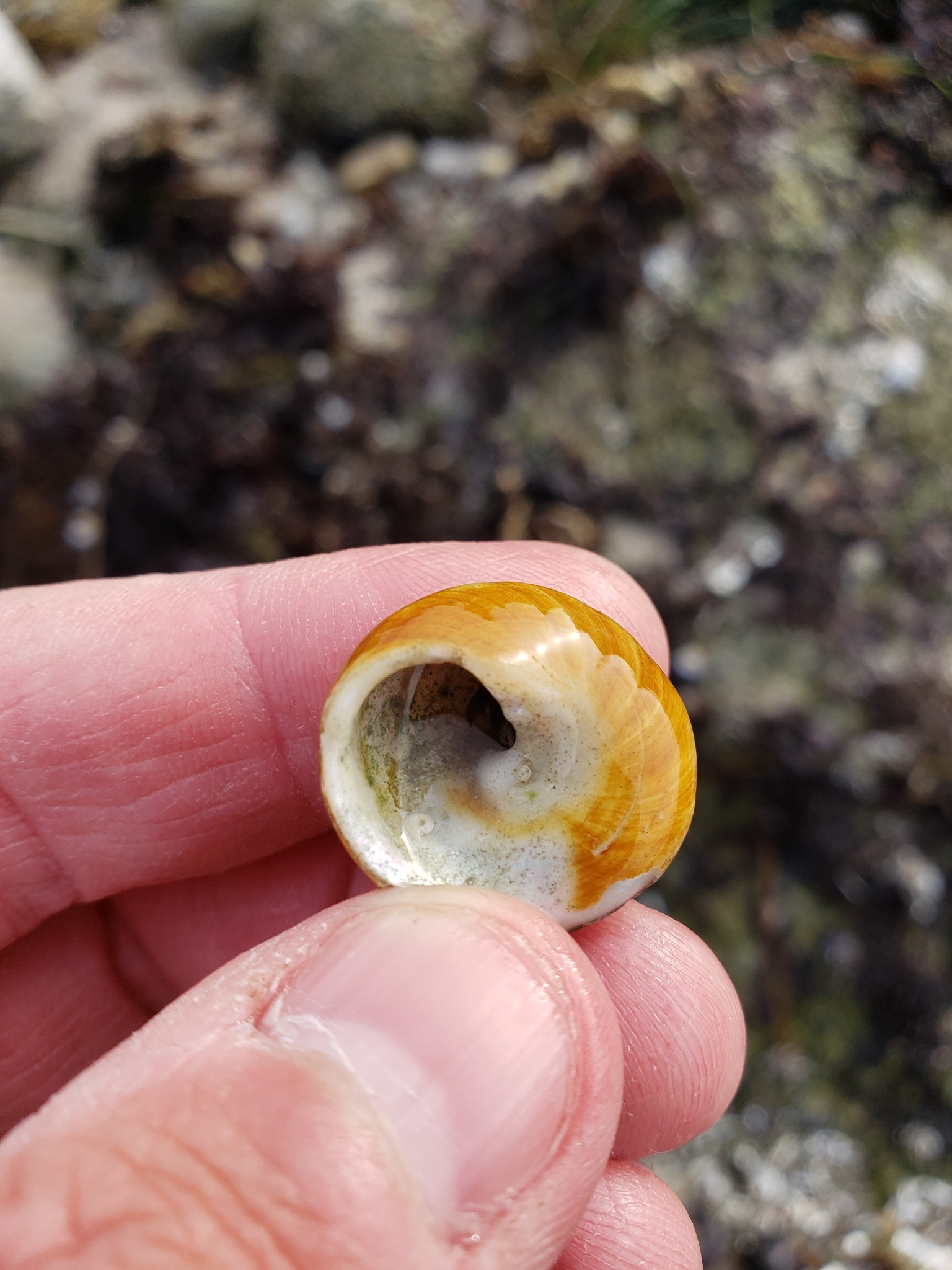 Brown Tegula in Monterey County, California (2/9/2021).