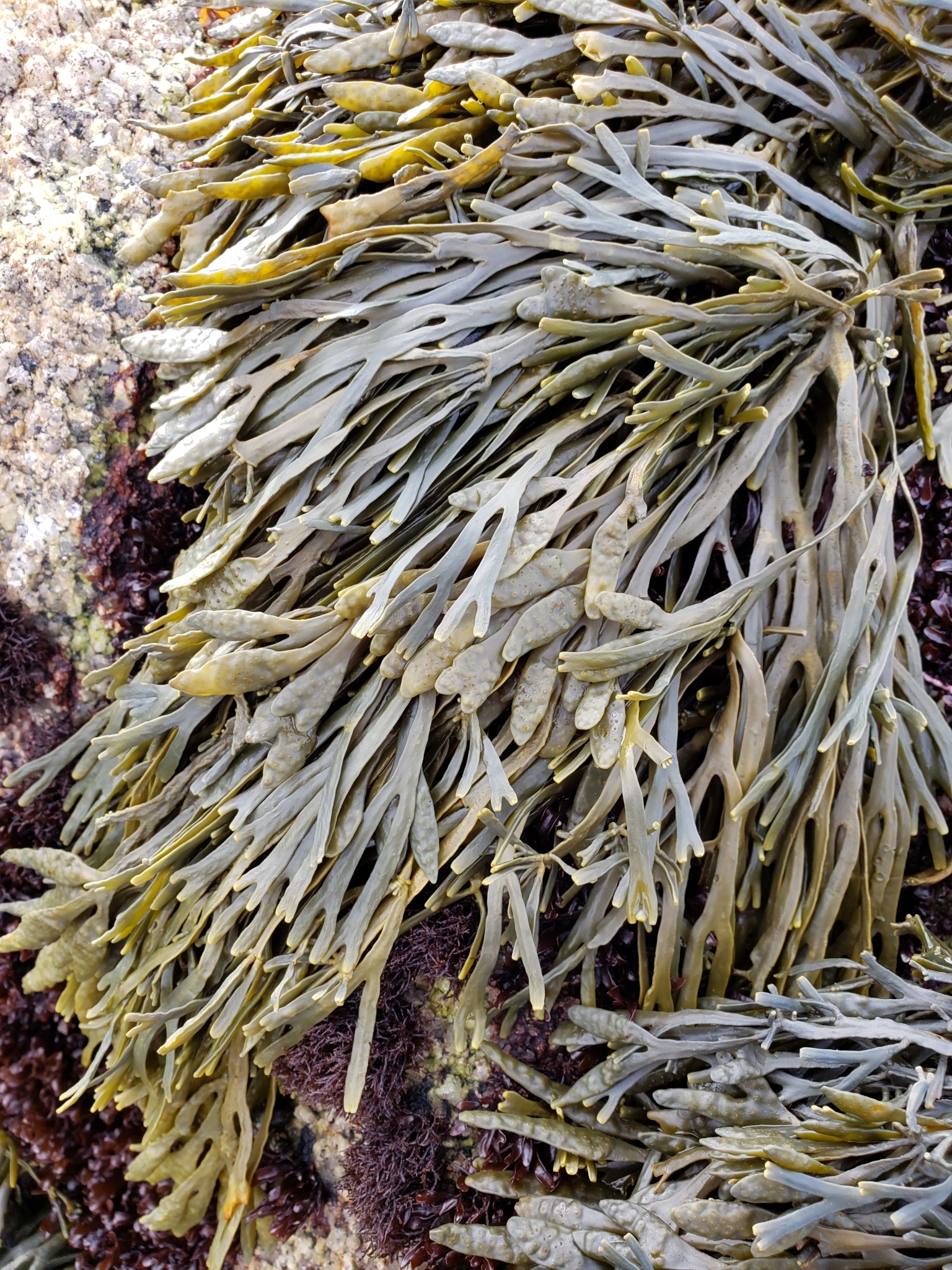 Genus<em> Silvetia</em> in Monterey County, California (2/9/2021).
