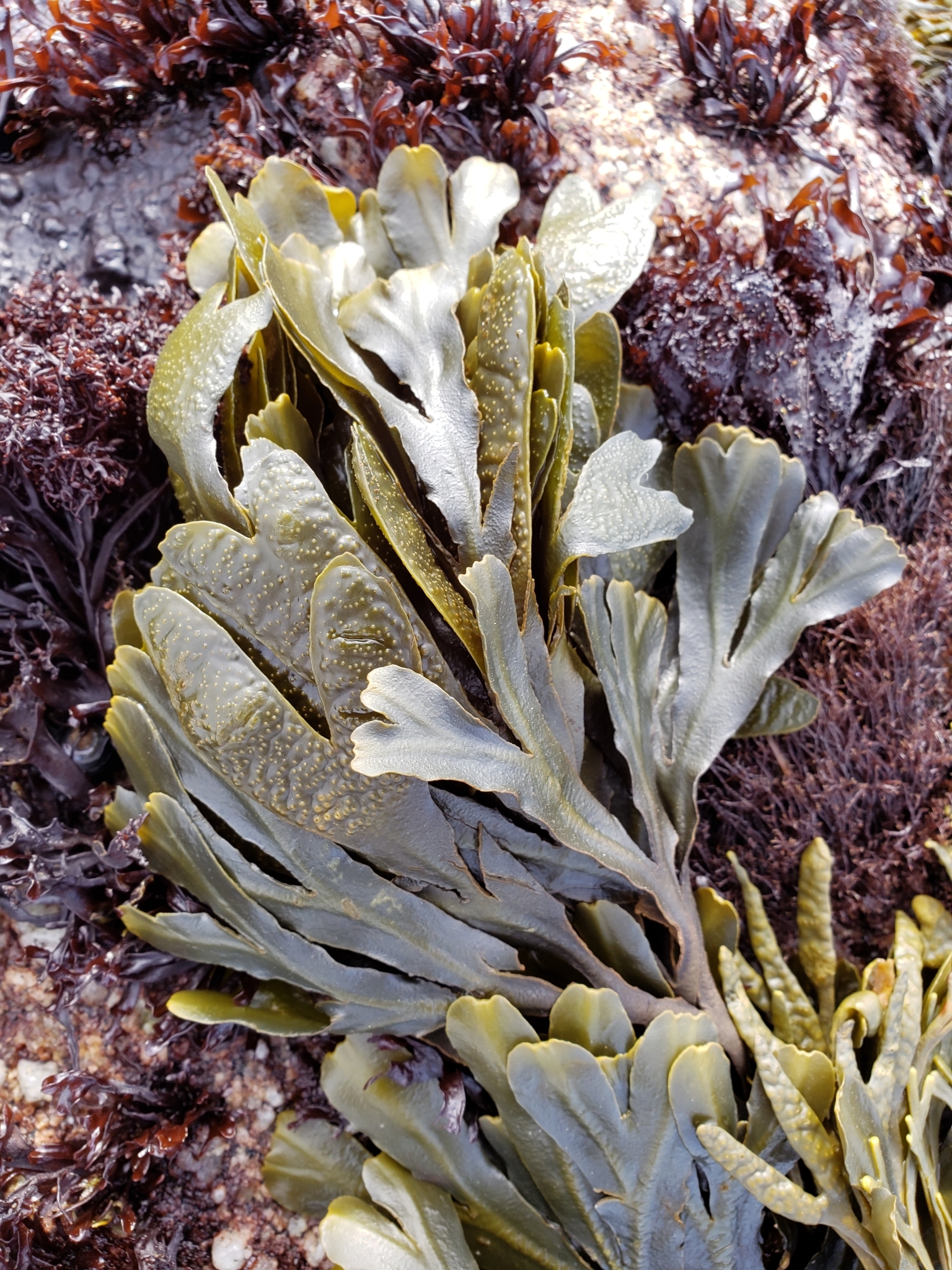 BioFiles - Rockweed (Fucus distichus)