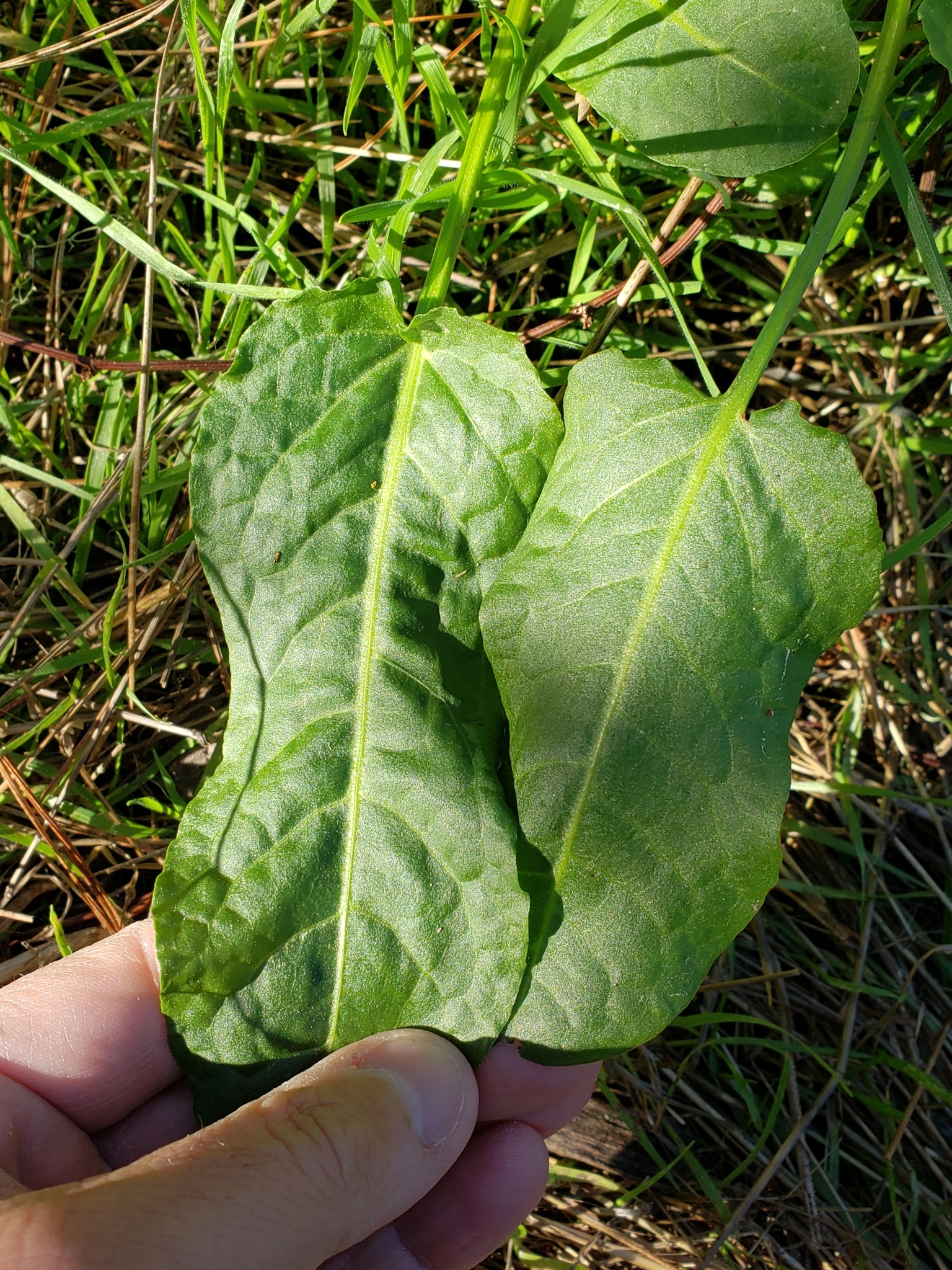 Genus<em> Rumex</em> in Monterey County, California (2/12/2021).