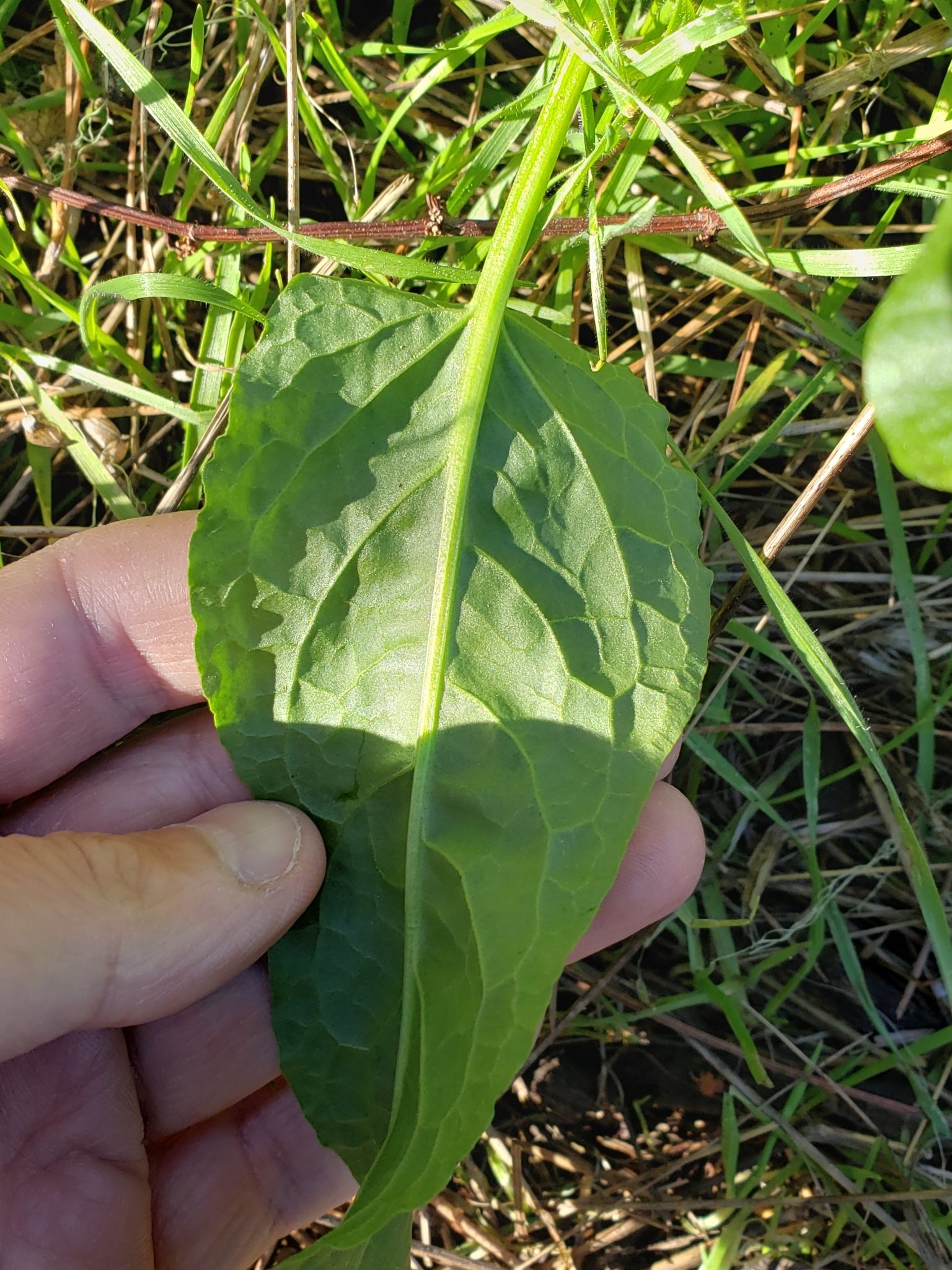 Genus<em> Rumex</em> in Monterey County, California (2/12/2021).