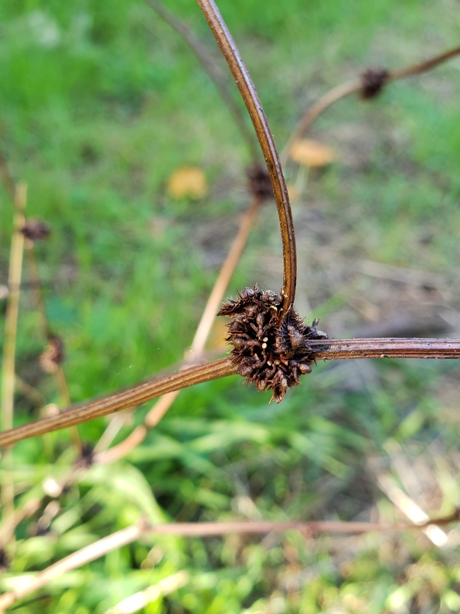 Genus<em> Rumex</em> in Monterey County, California (2/12/2021).