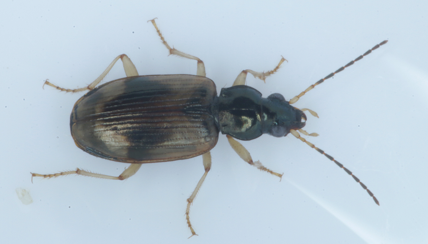 Genus<em> Bembidion</em> in Monterey County, California (2/15/2021).