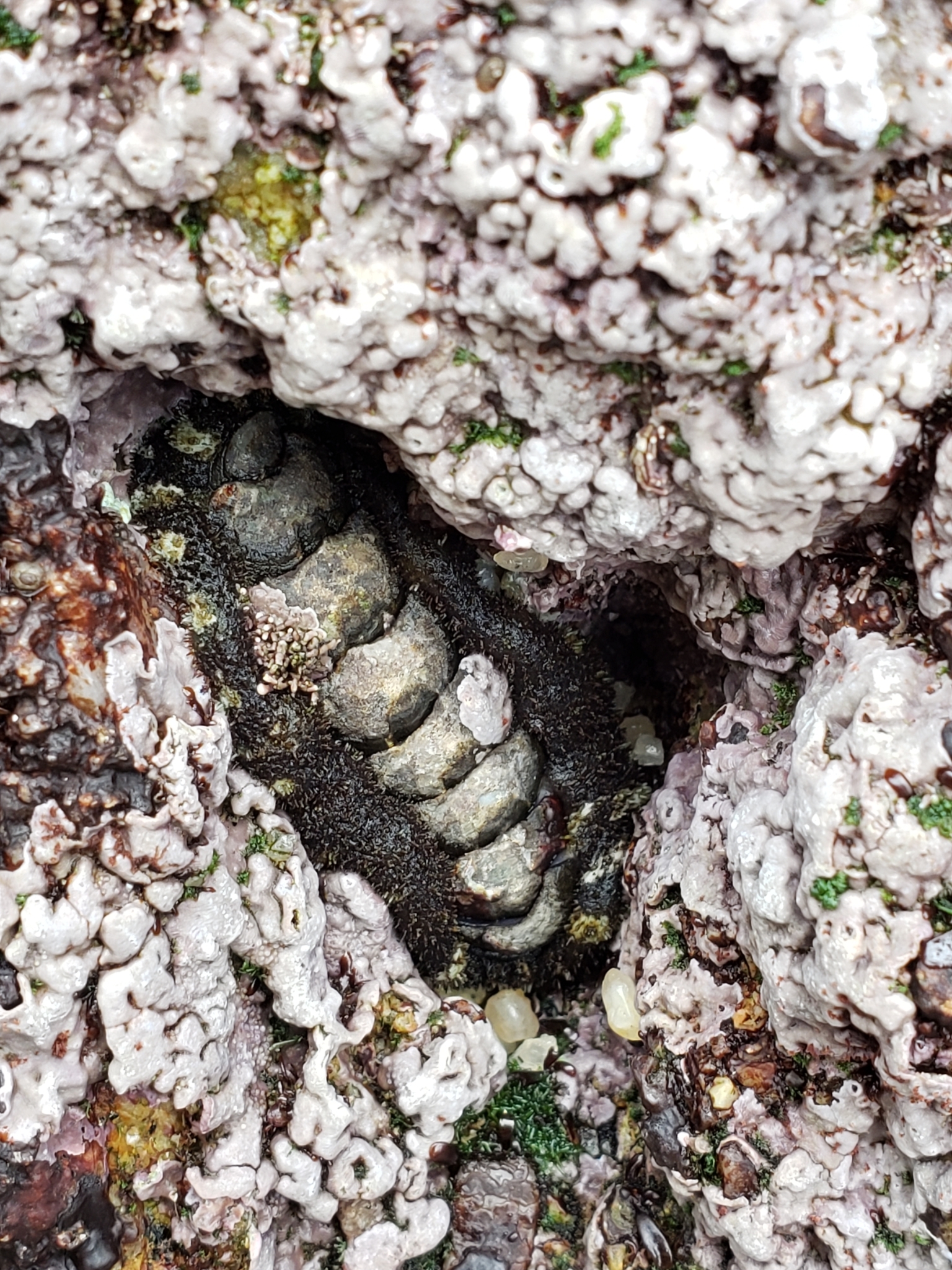 California Spiny Chiton in Monterey County, California (2/19/2021).