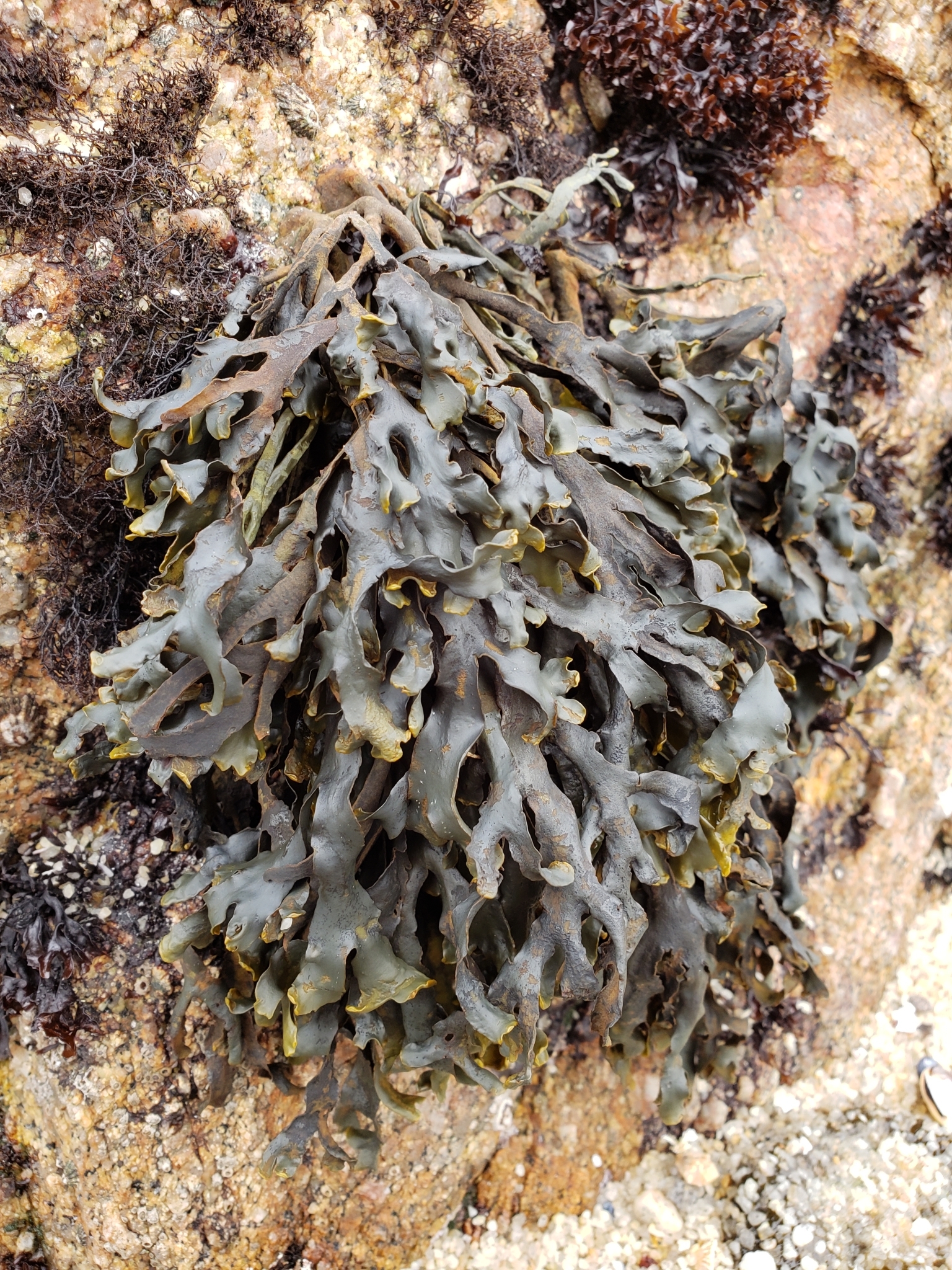 <em>Pelvetiopsis californica</em> in Monterey County, California (2/19/2021).
