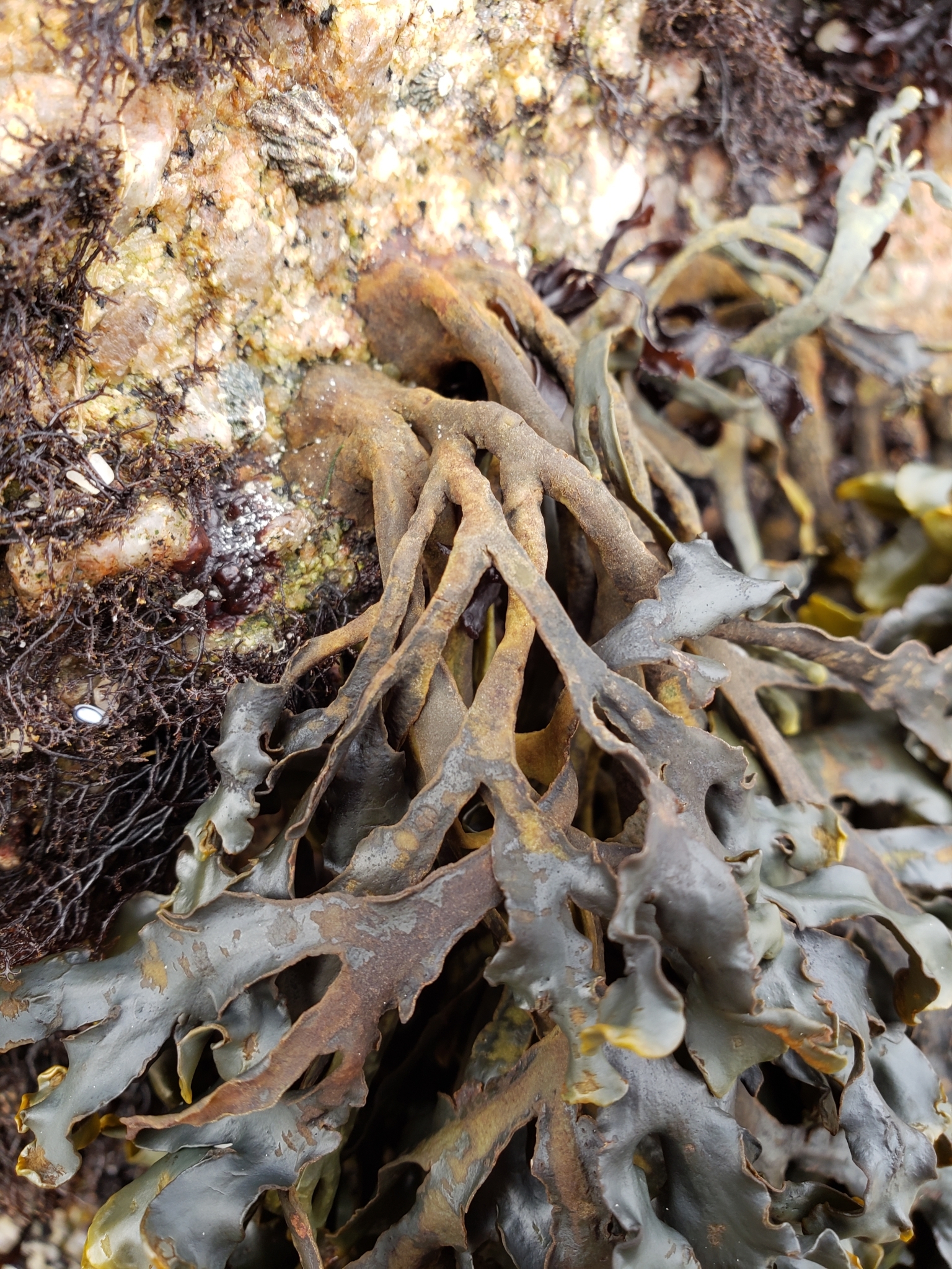 <em>Pelvetiopsis californica</em> in Monterey County, California (2/19/2021).