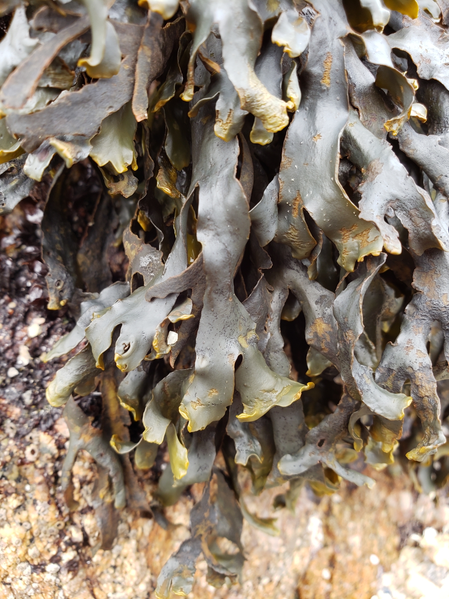<em>Pelvetiopsis californica</em> in Monterey County, California (2/19/2021).