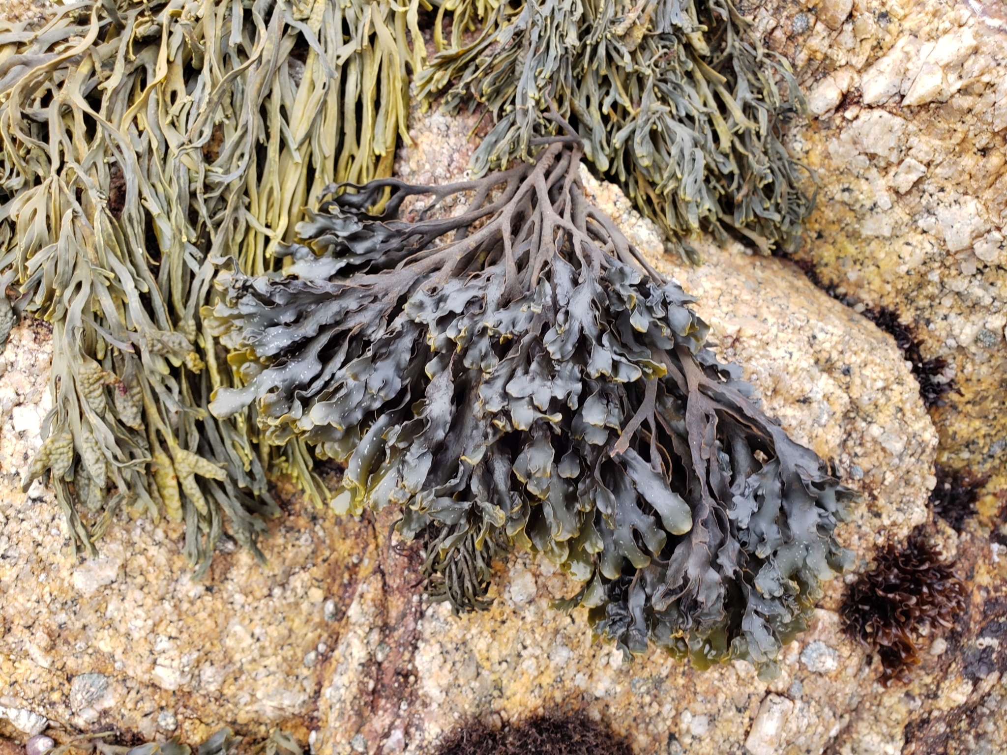 <em>Pelvetiopsis californica</em> in Monterey County, California (2/19/2021).
