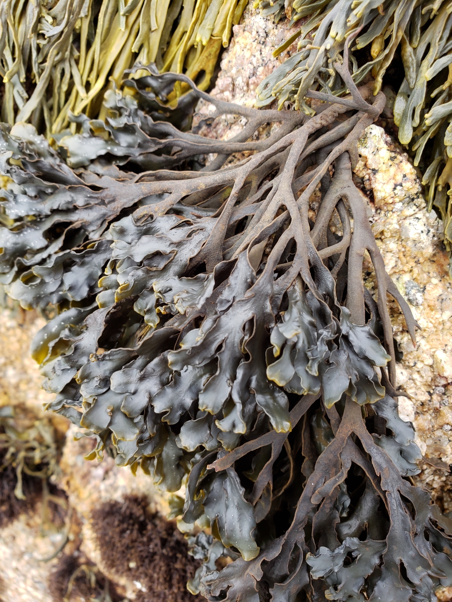 <em>Pelvetiopsis californica</em> in Monterey County, California (2/19/2021).