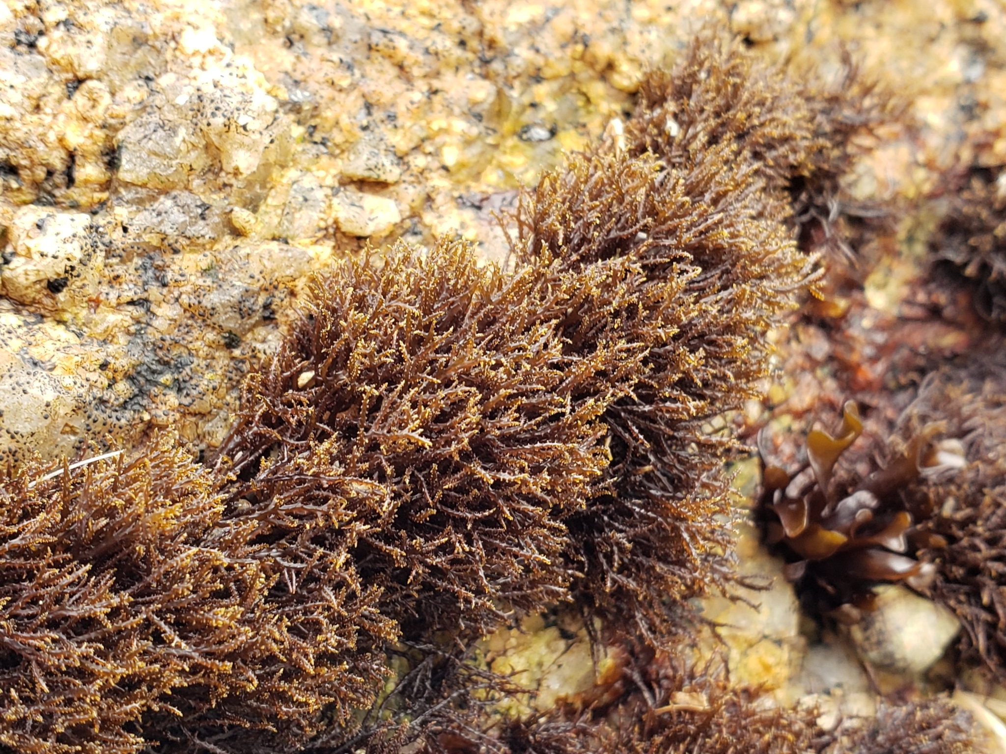 Scouring-pad Alga in Monterey County, California (2/19/2021).