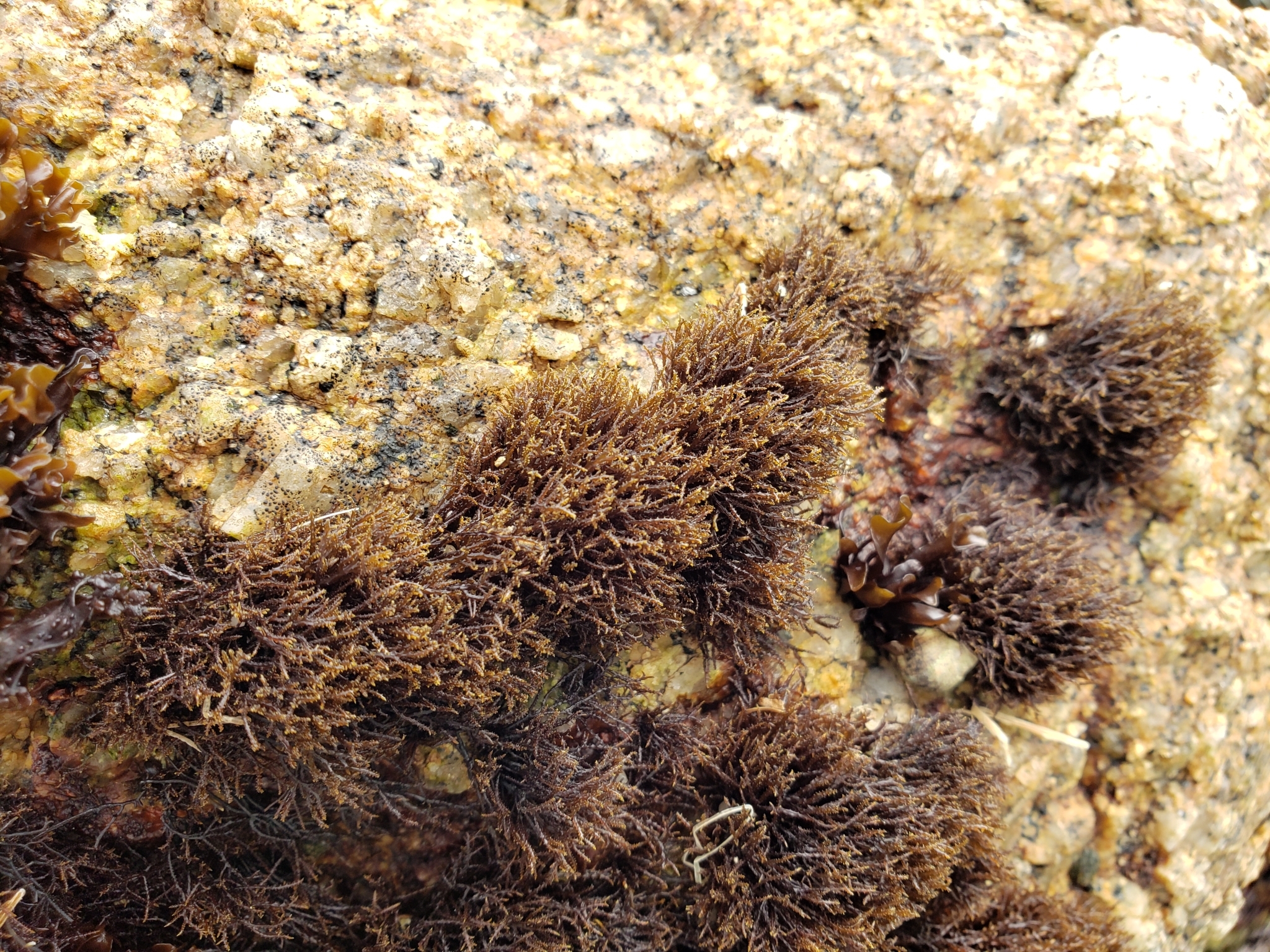 Scouring-pad Alga in Monterey County, California (2/19/2021).