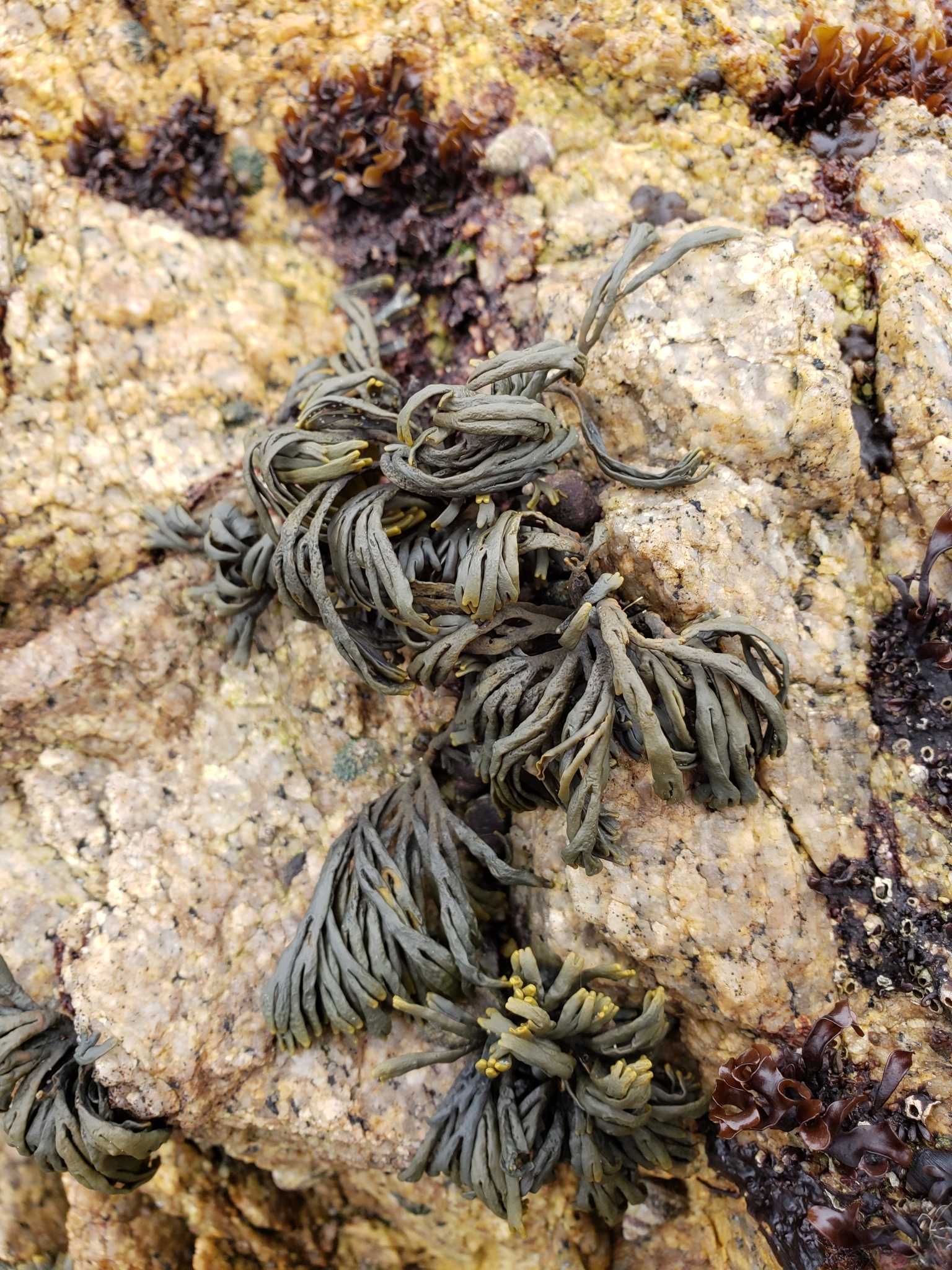 Little Rockweed in Monterey County, California (2/19/2021).