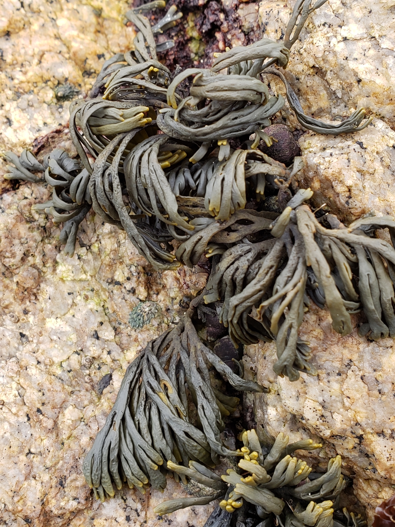 Little Rockweed in Monterey County, California (2/19/2021).
