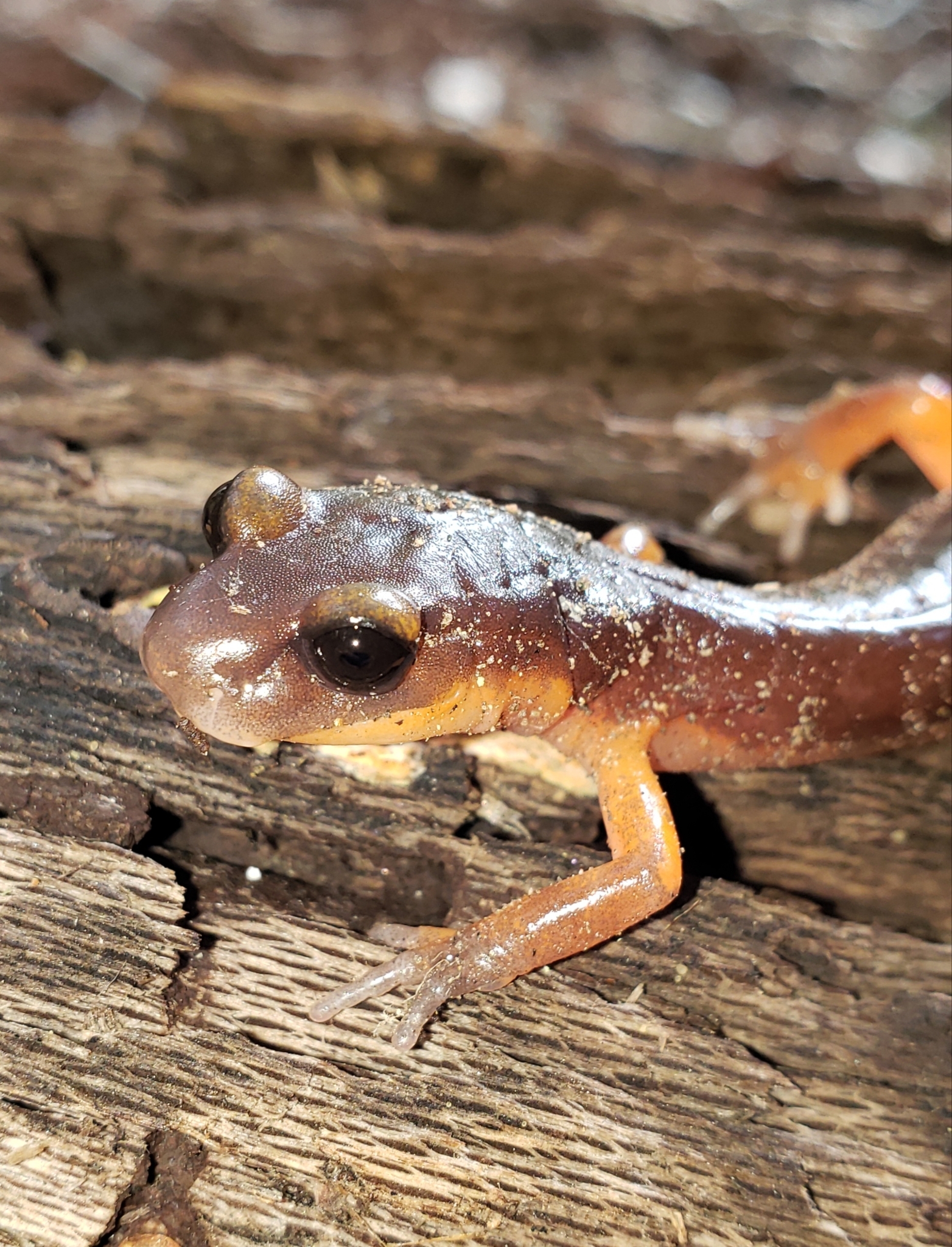 Ensatina in Monterey County, California (2/20/2021).