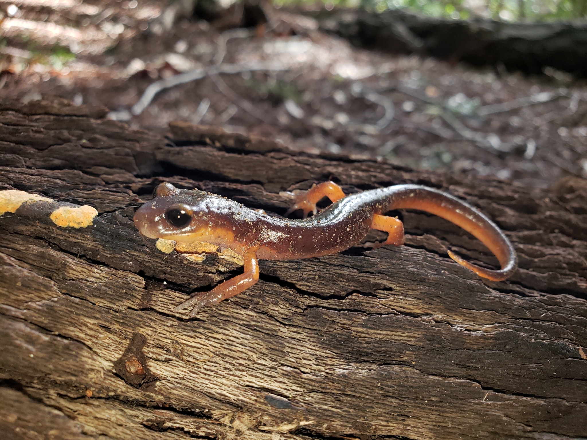 Ensatina in Monterey County, California (2/20/2021).