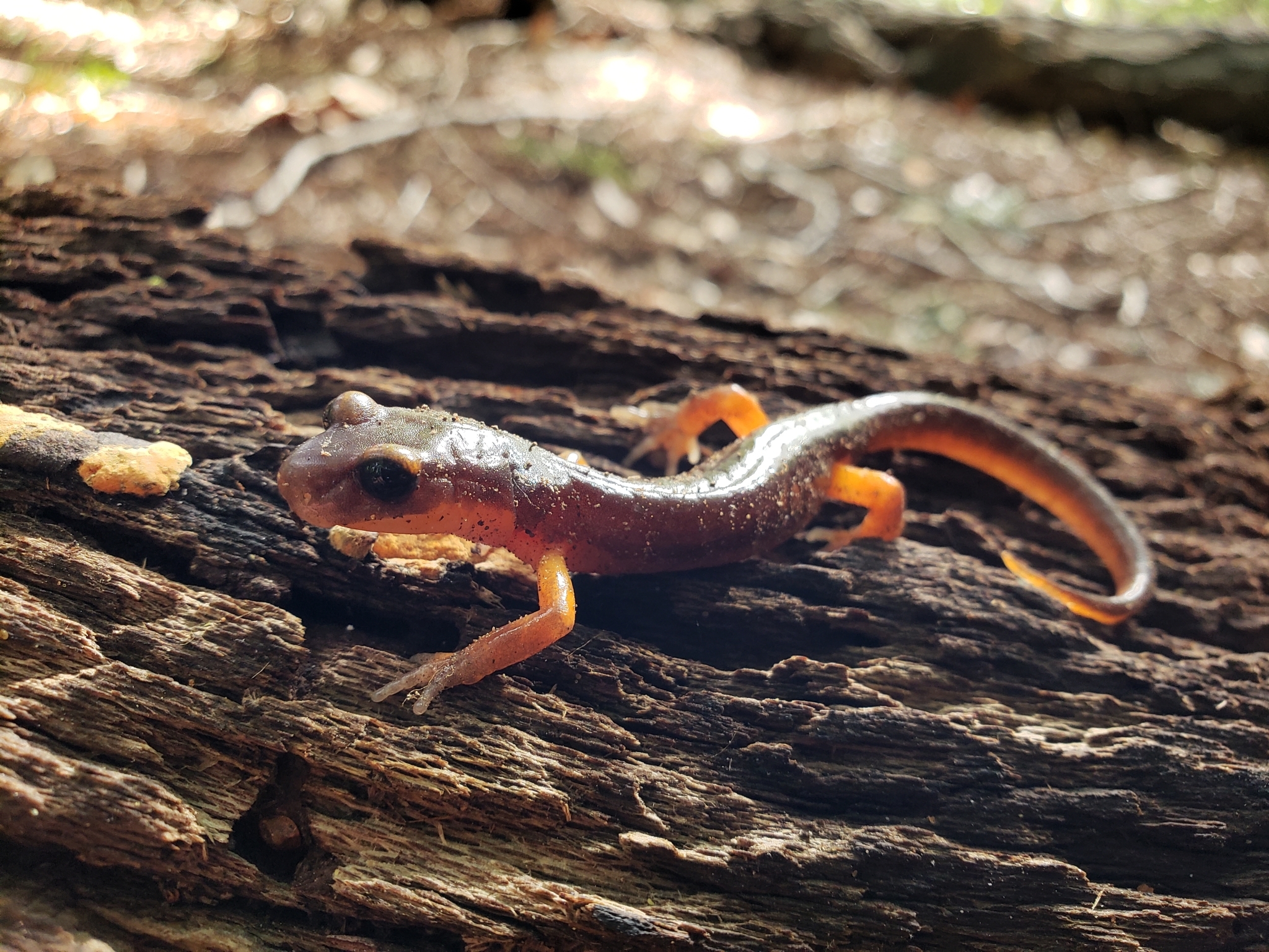Ensatina in Monterey County, California (2/20/2021).