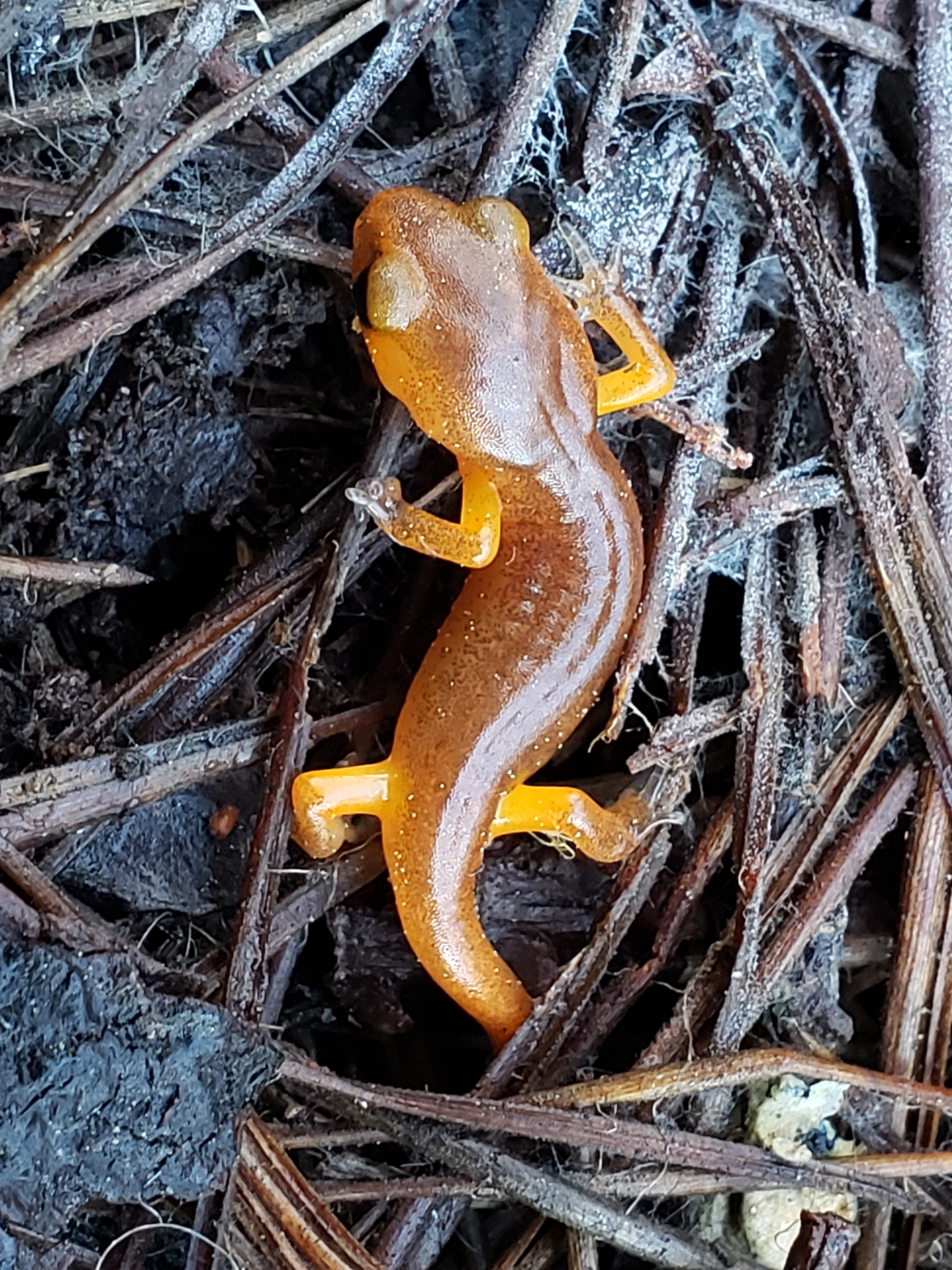 Ensatina in Monterey County, California (2/21/2021).
