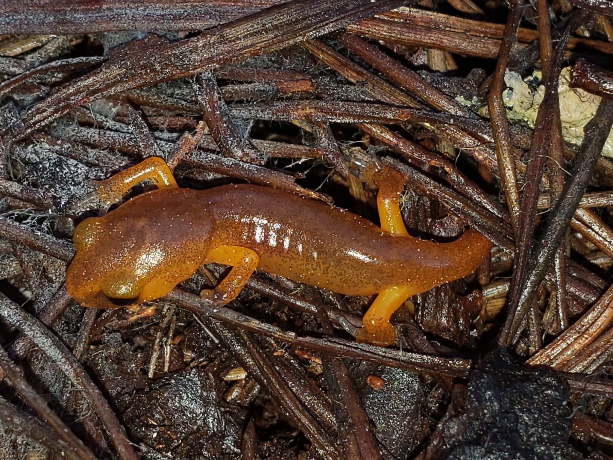 Ensatina in Monterey County, California (2/21/2021).