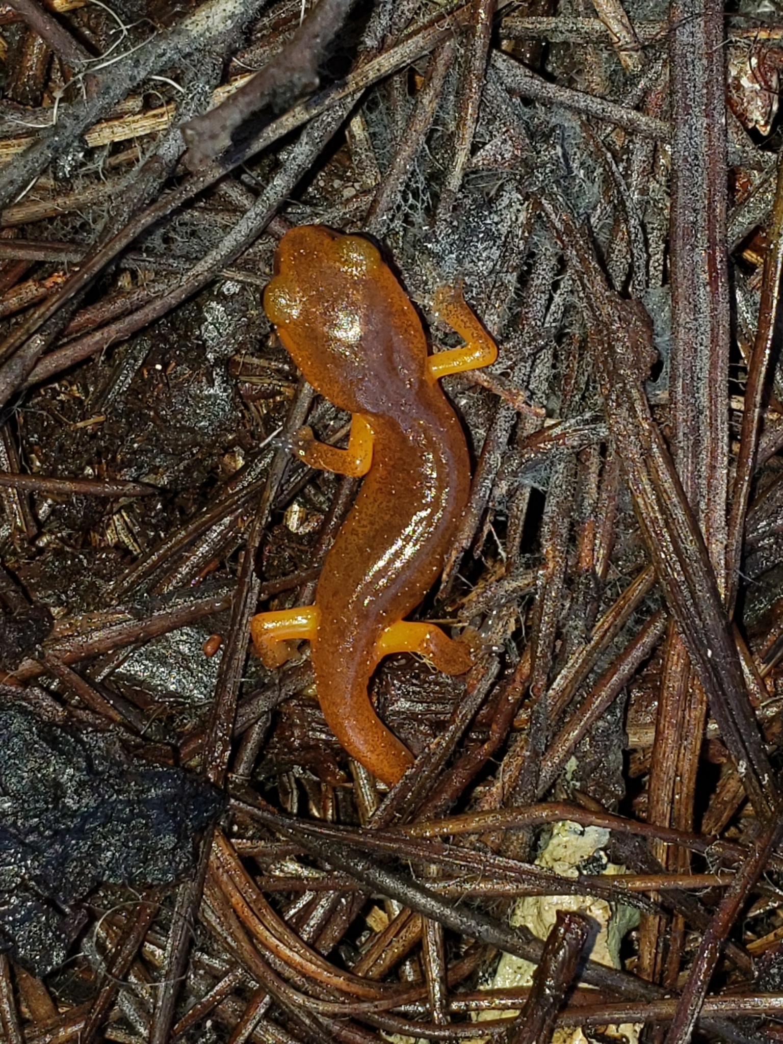 Ensatina in Monterey County, California (2/21/2021).