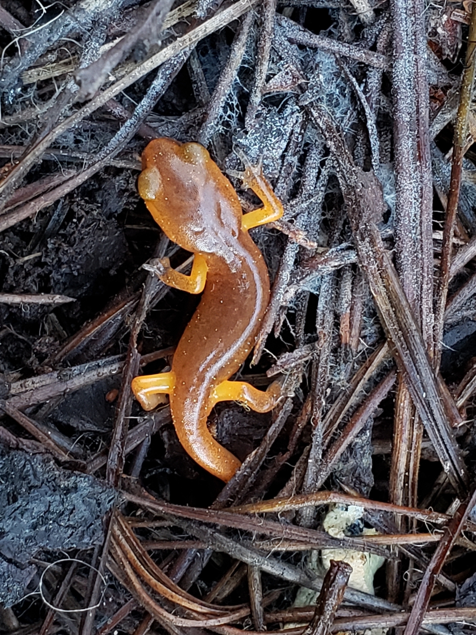 Ensatina in Monterey County, California (2/21/2021).