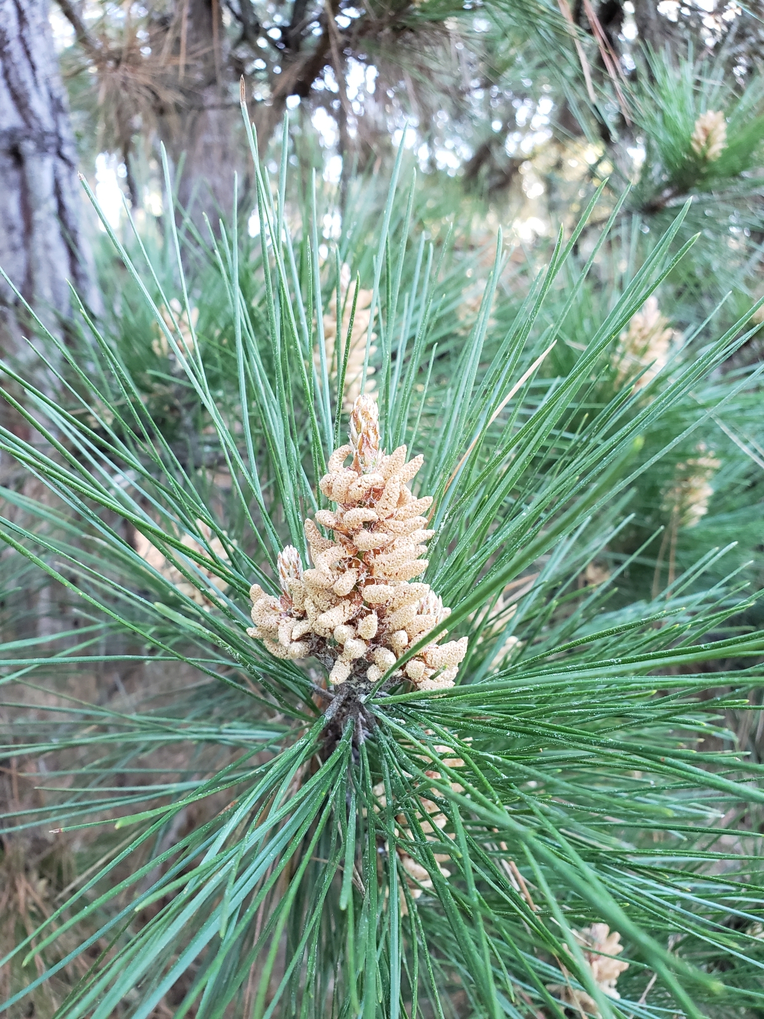 Genus<em> Pinus</em> in Monterey County, California (2/21/2021).