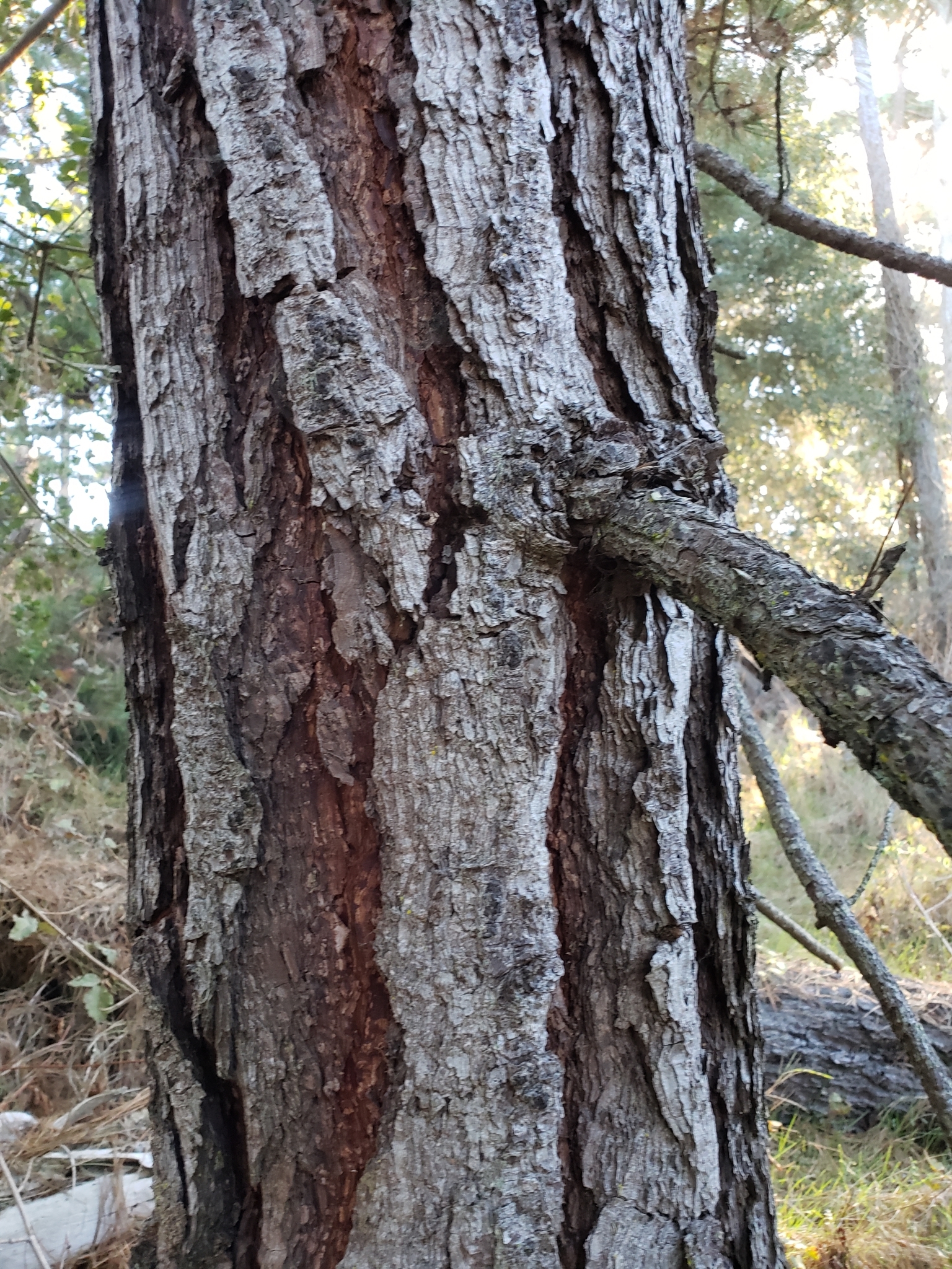 Genus<em> Pinus</em> in Monterey County, California (2/21/2021).