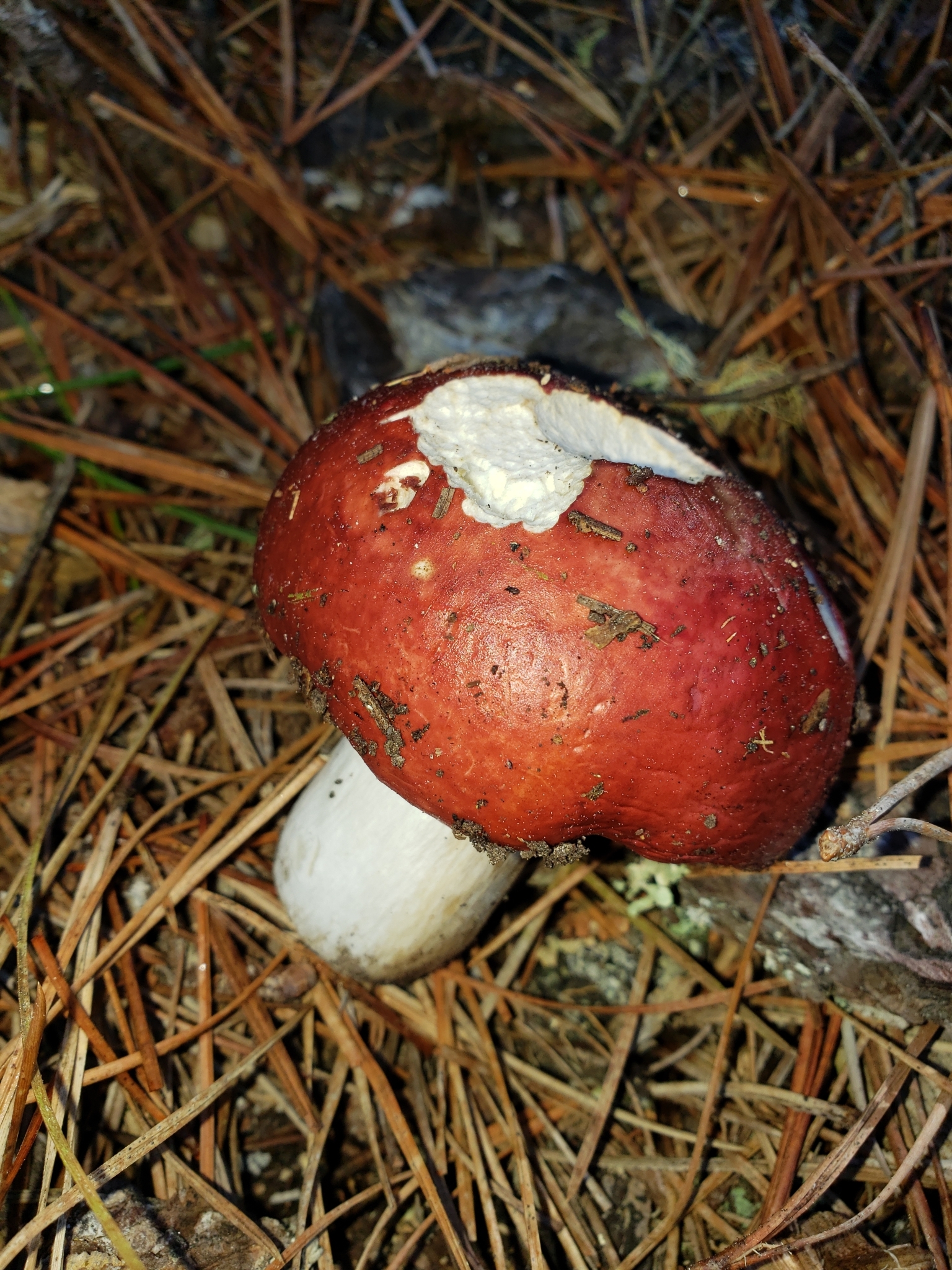 Genus<em> Russula</em> in Monterey County, California (2/21/2021).