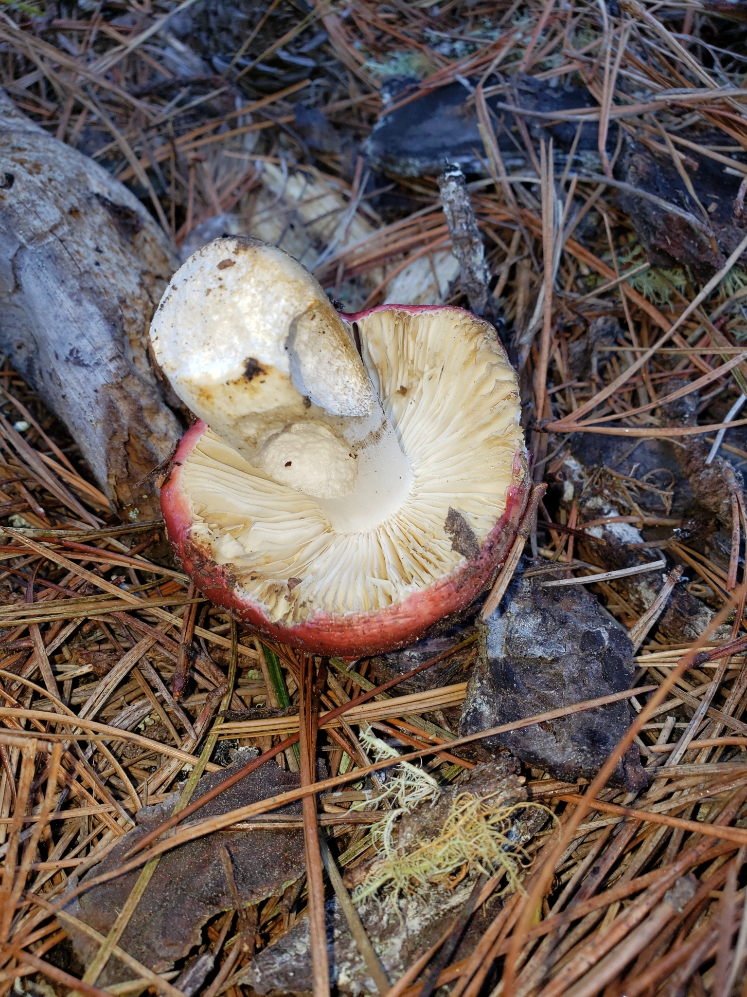 Genus<em> Russula</em> in Monterey County, California (2/21/2021).
