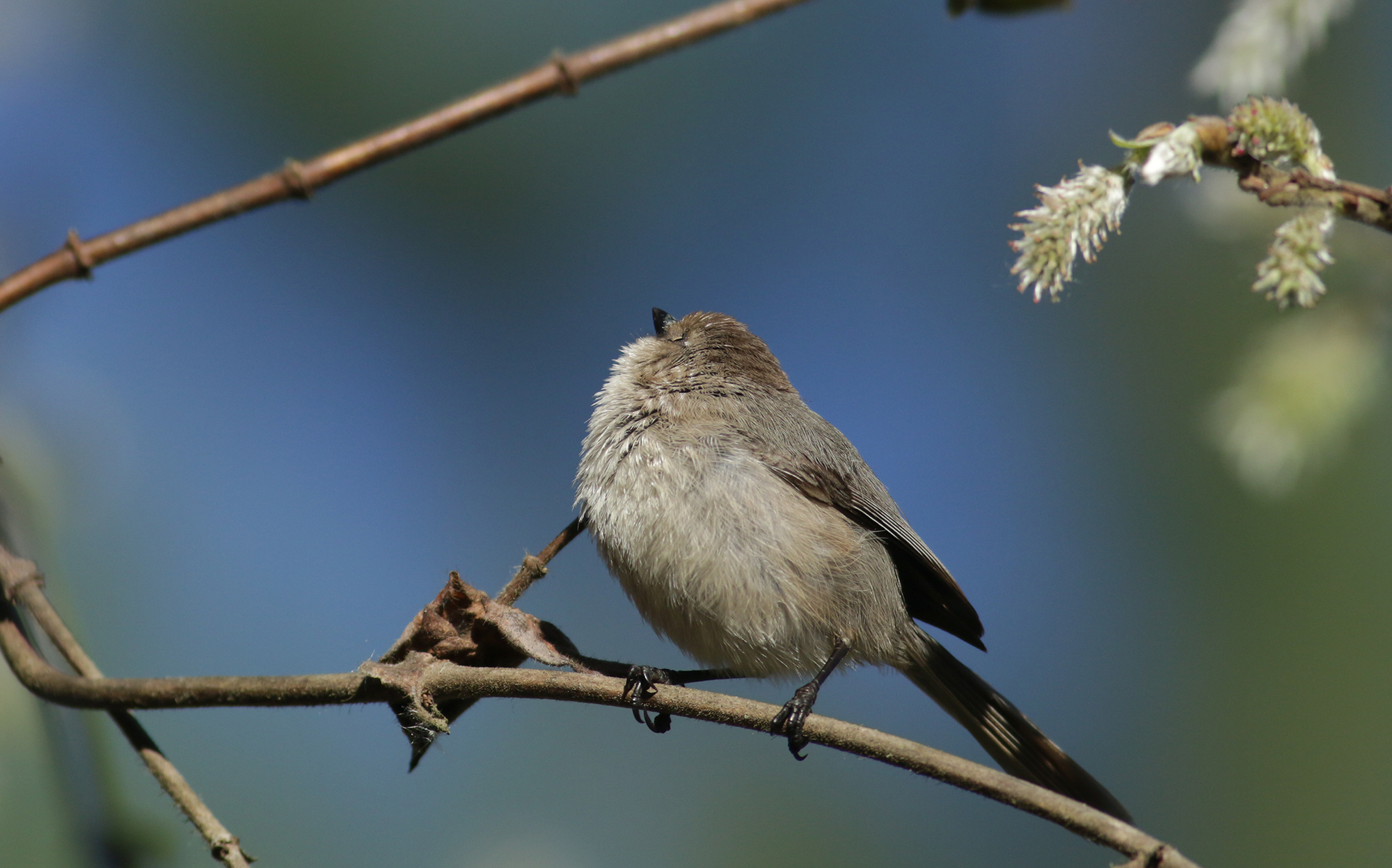 Bushtit in Monterey County, California (2/21/2021).