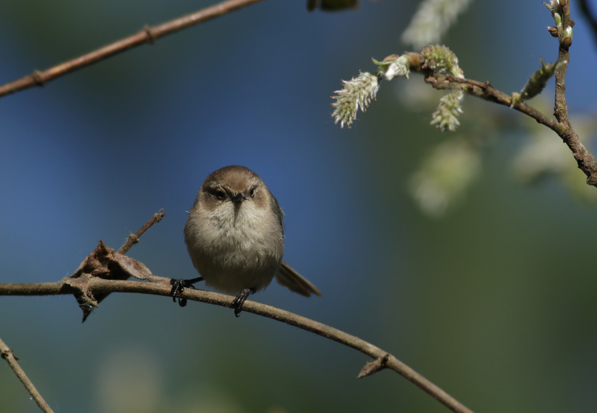 Bushtit in Monterey County, California (2/21/2021).