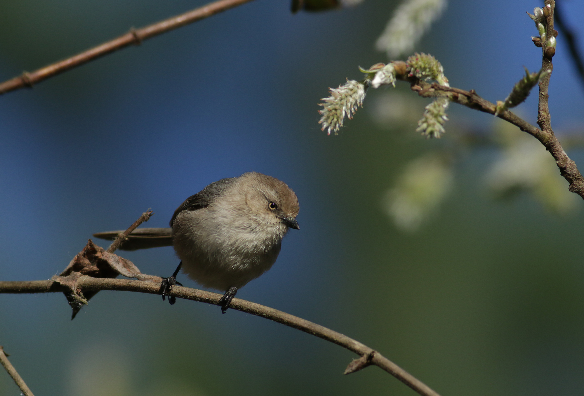 Bushtit in Monterey County, California (2/21/2021).