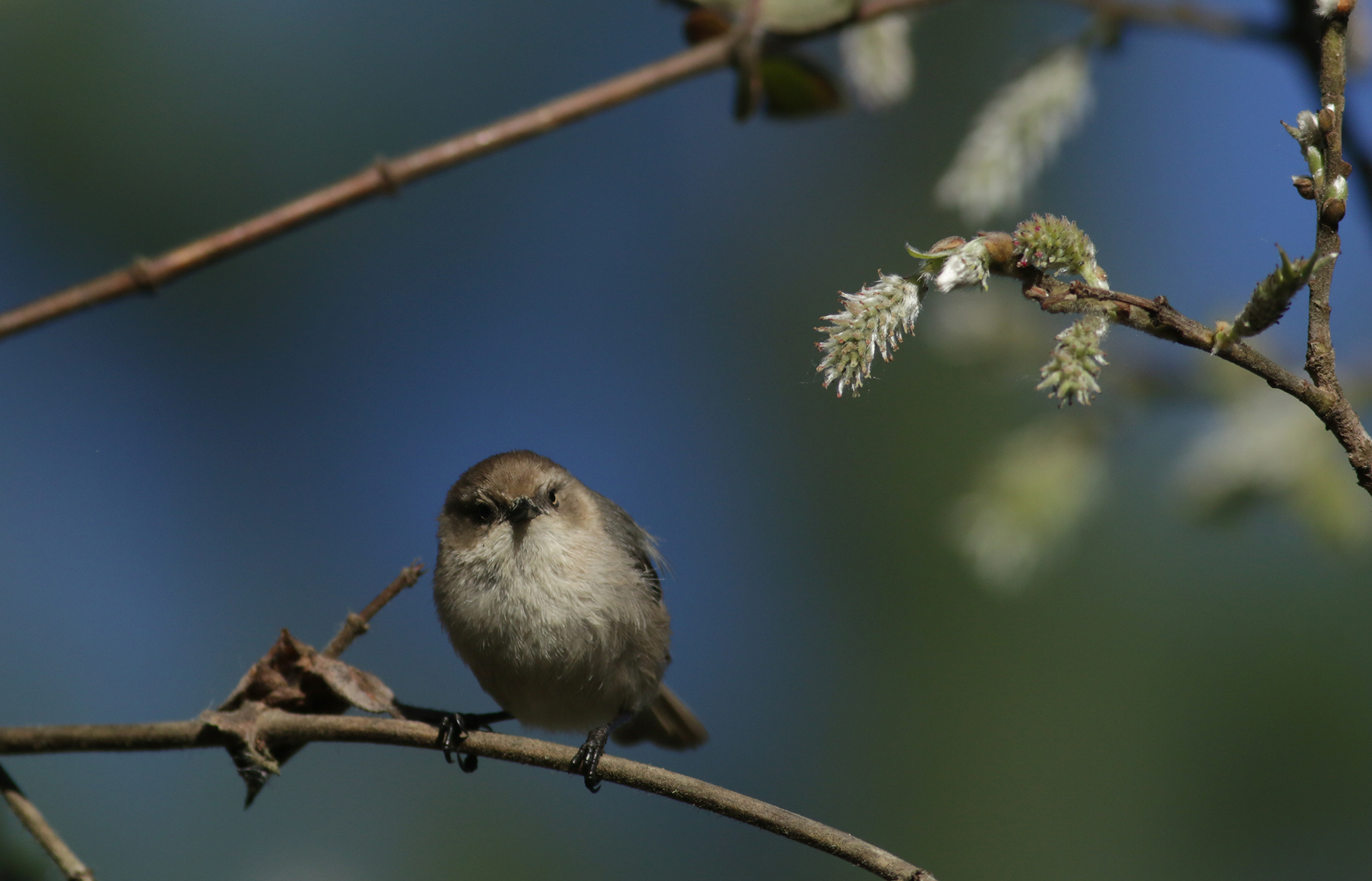 Bushtit in Monterey County, California (2/21/2021).