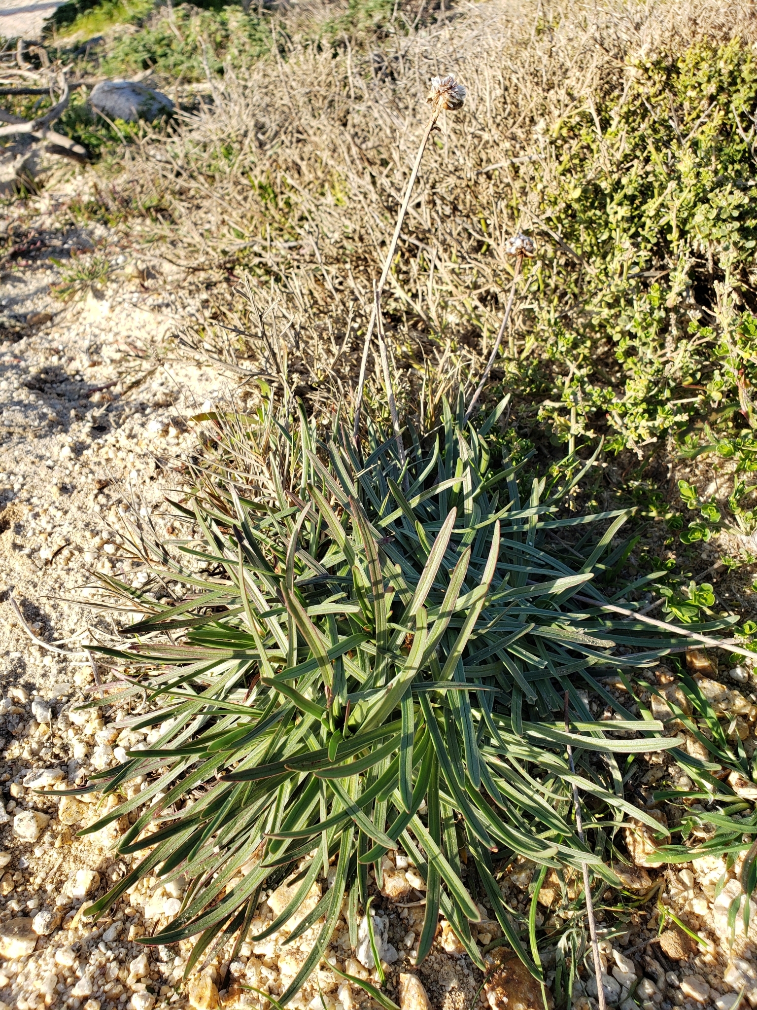 Thrift Seapink in Monterey County, California (2/23/2021).