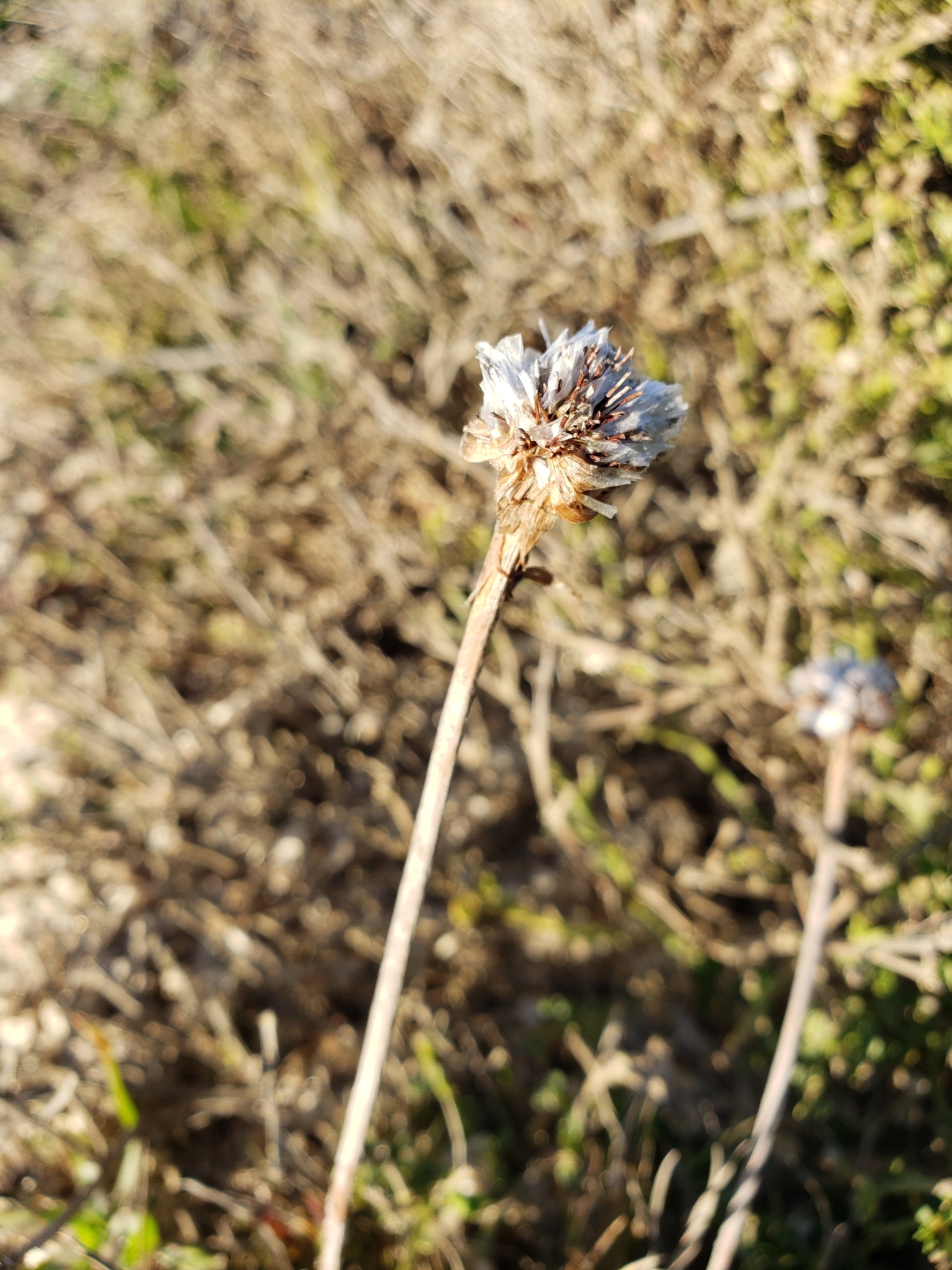 Thrift Seapink in Monterey County, California (2/23/2021).