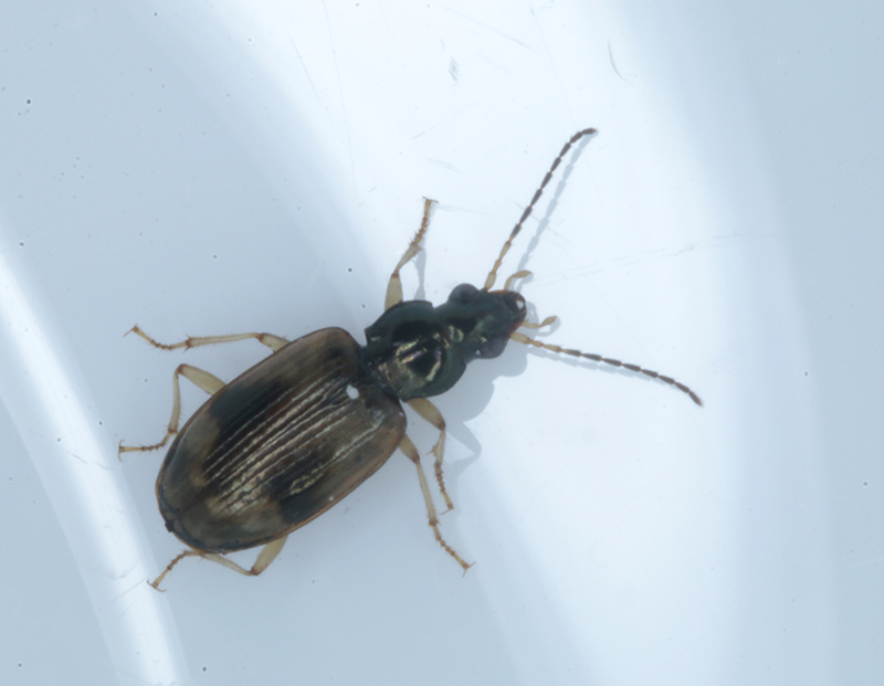 Genus<em> Bembidion</em> in Monterey County, California (2/20/2021).