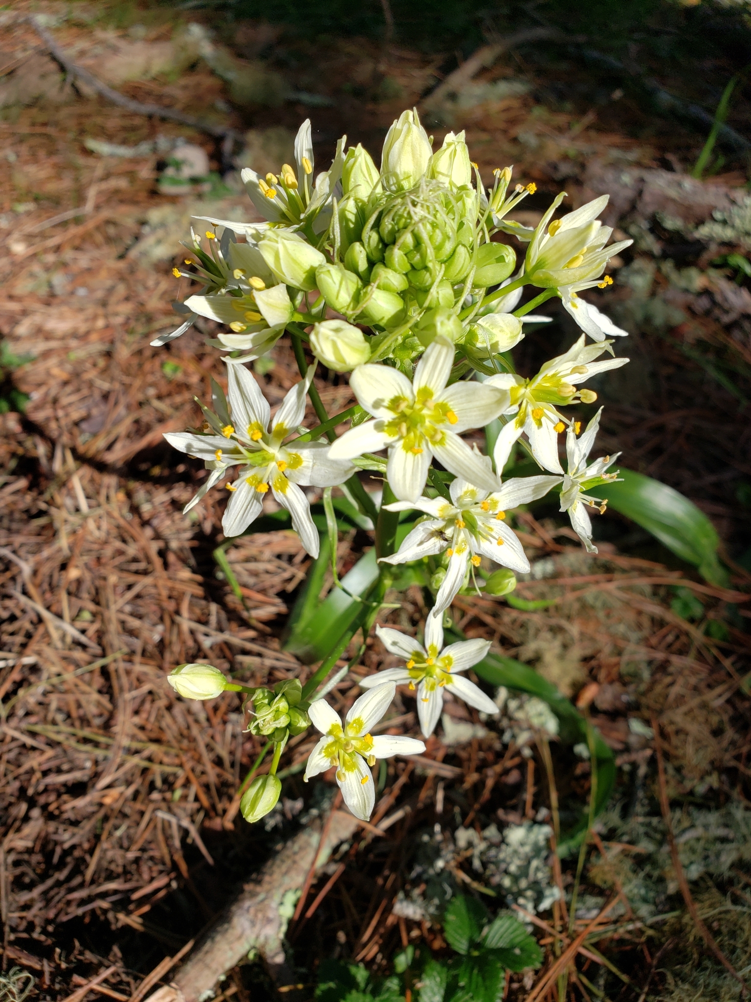 Fremont's Deathcamas in Monterey County, California (3/7/2021).