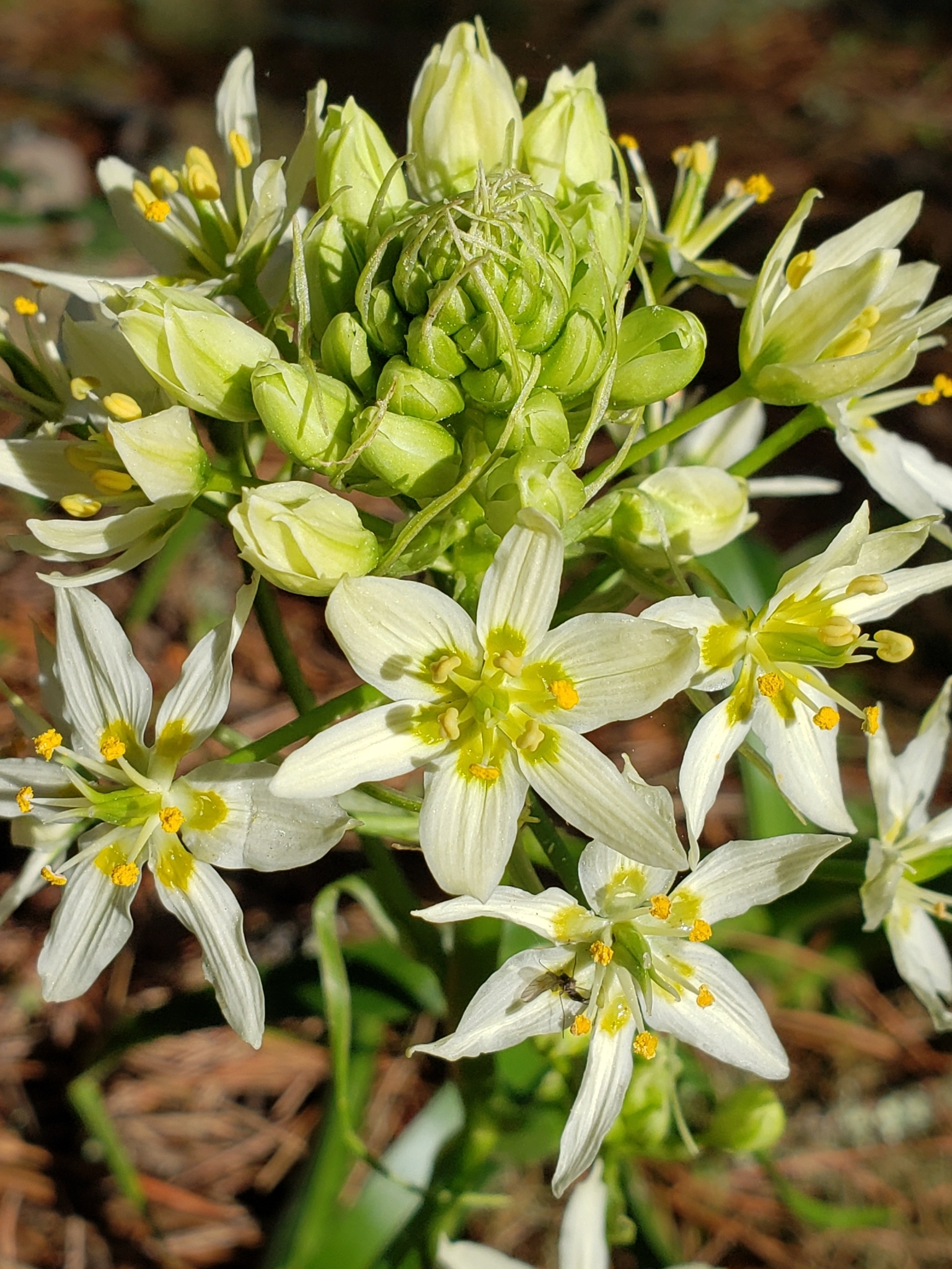 Fremont's Deathcamas in Monterey County, California (3/7/2021).